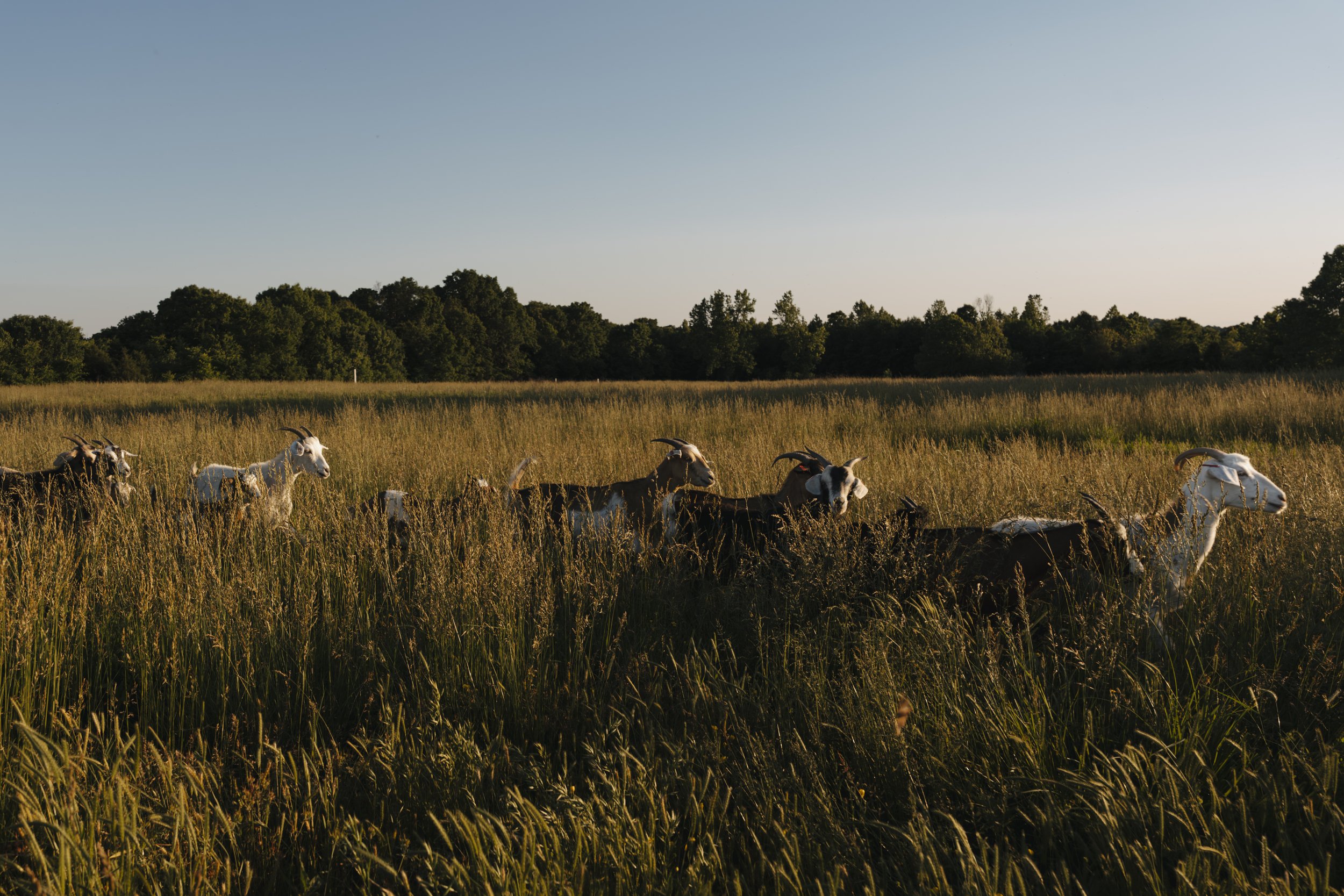 Rosy Creek Farmstead Goat Night 2025-5.jpg