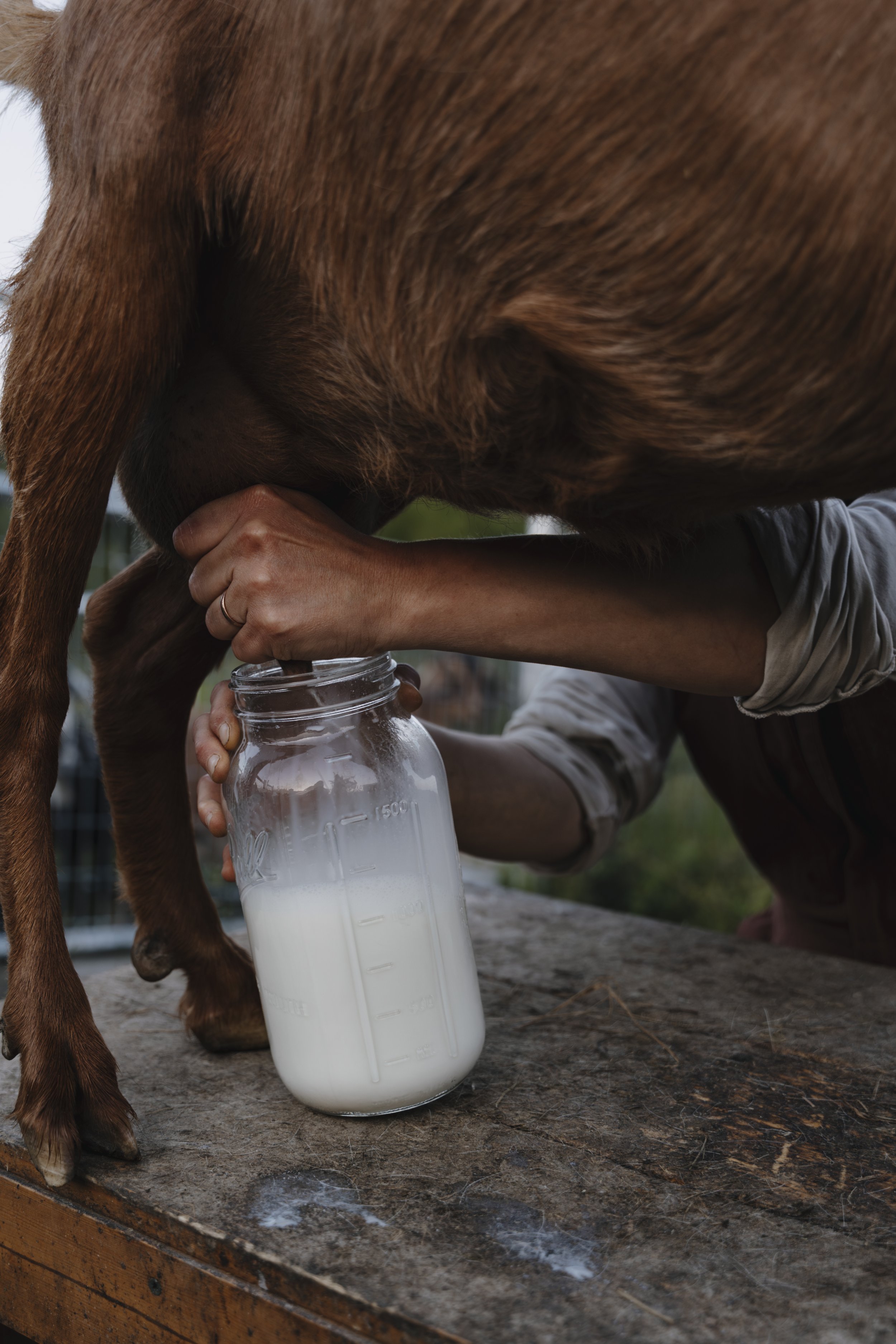 Rosy Creek Farmstead Goat Night 2025-1.jpg