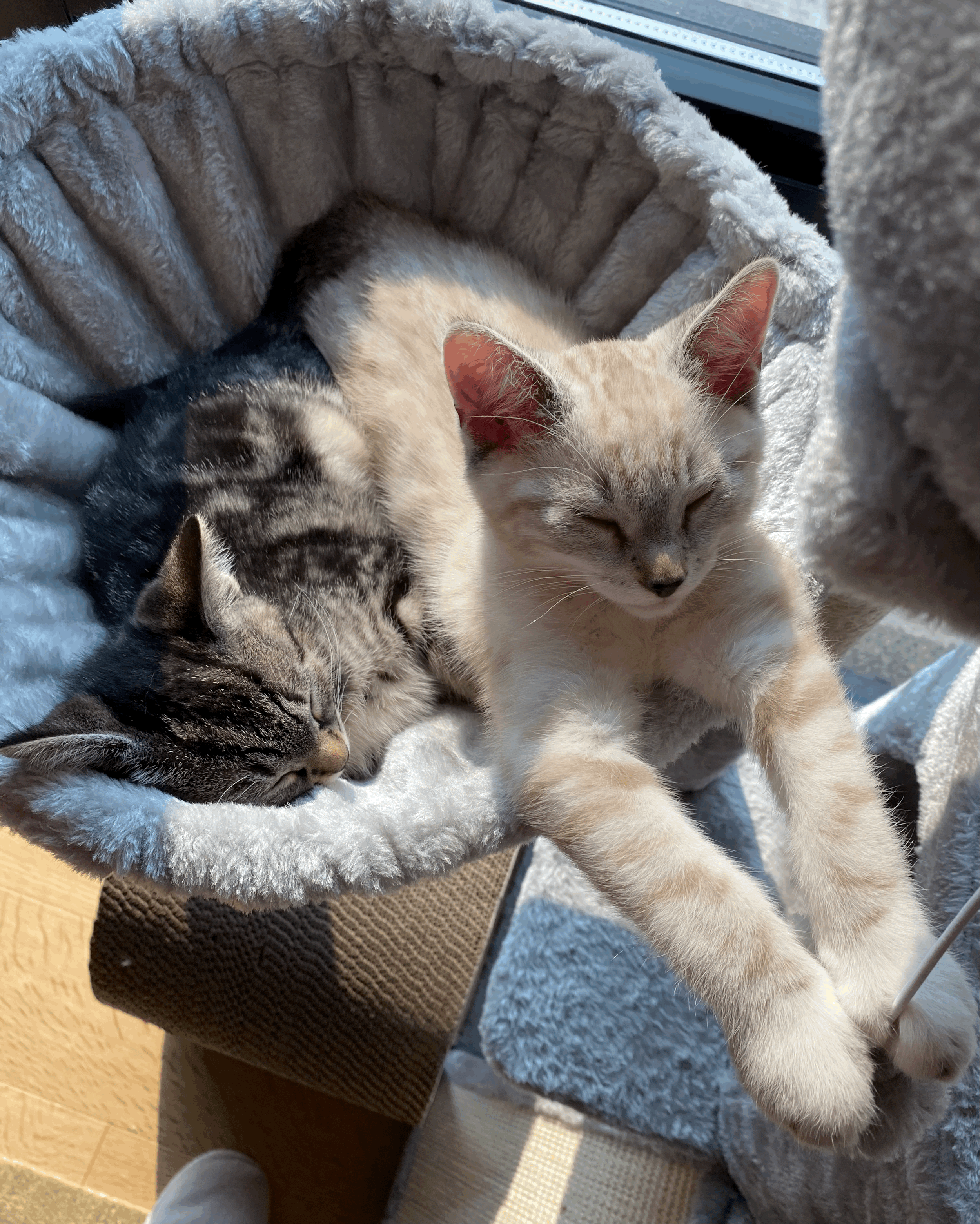 The Sacred Companions Who Walk Beside Us