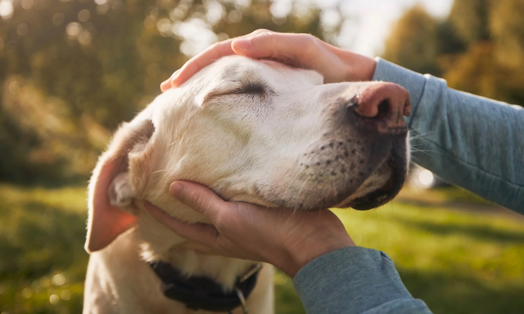 Benefits of a Soul Illumination® for Animals and Caregivers Session