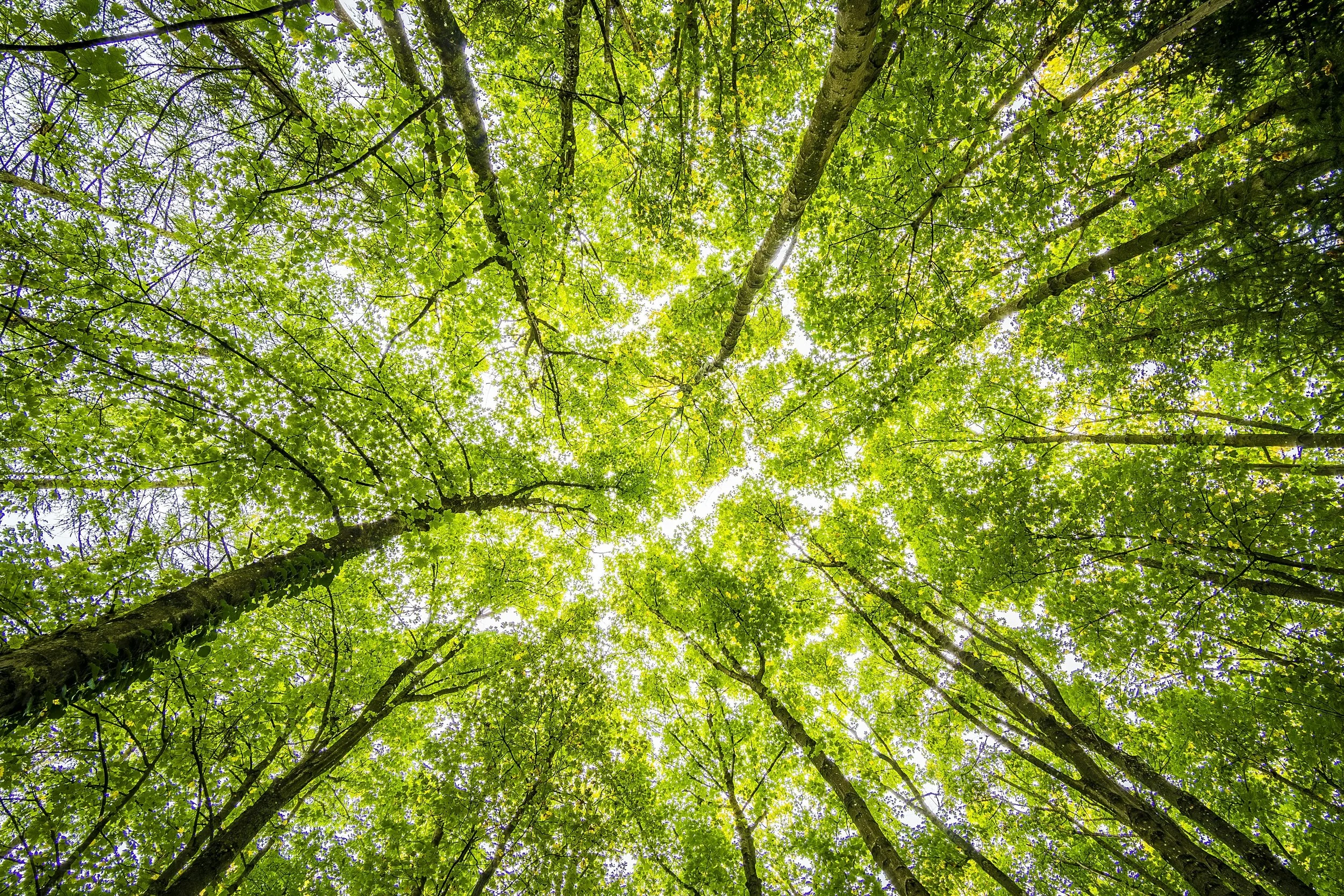 View of a green forest canopy from below with sunlight filtering through the leaves.