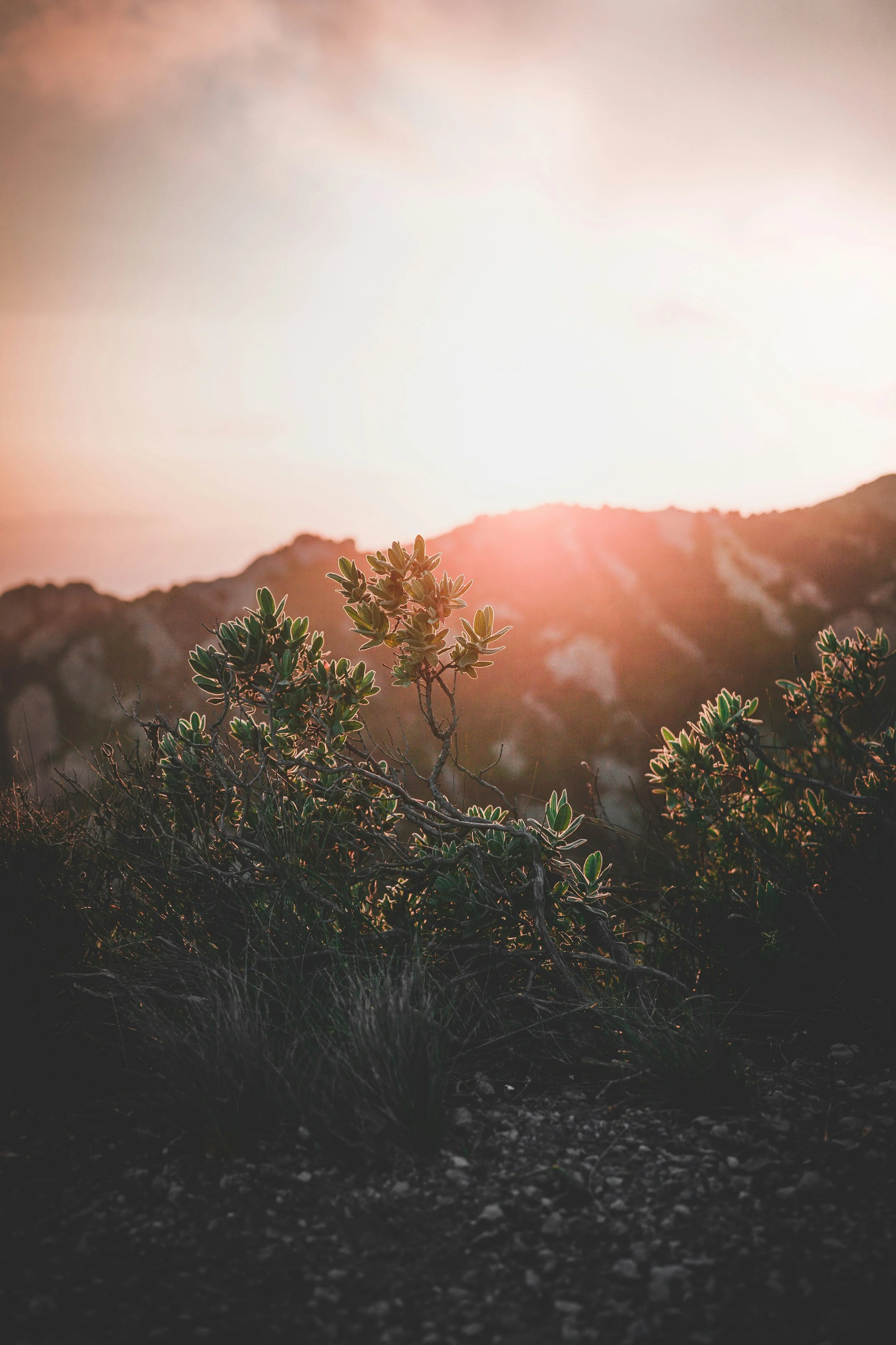 Sunset over mountains with foreground foliage and shrubs