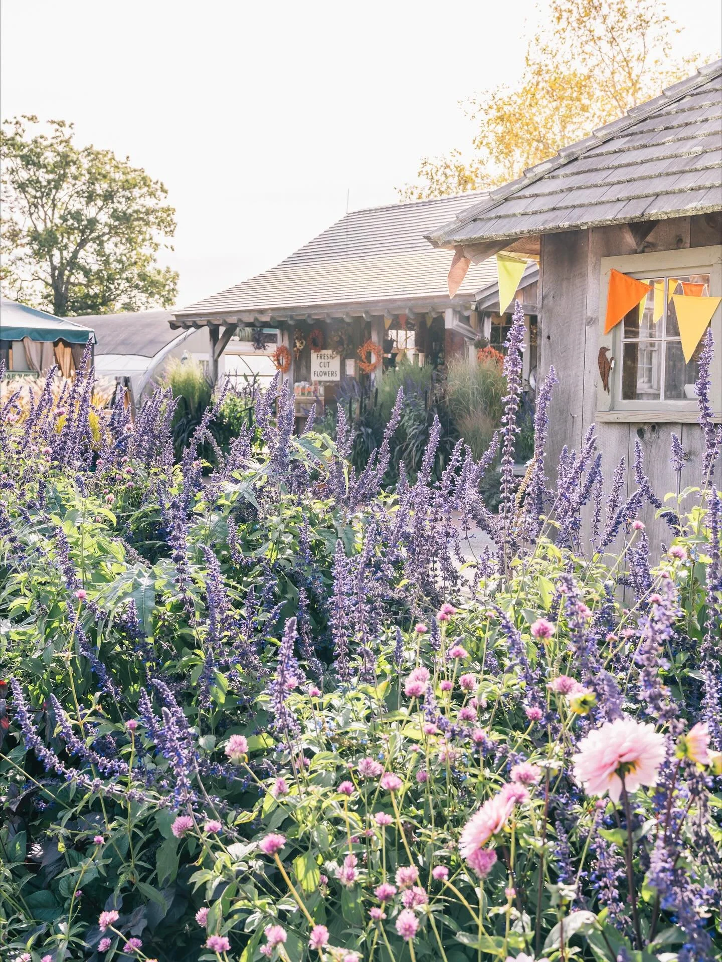 On the cusp of fall, but still firmly summer, so much love for the beauty that September brings.