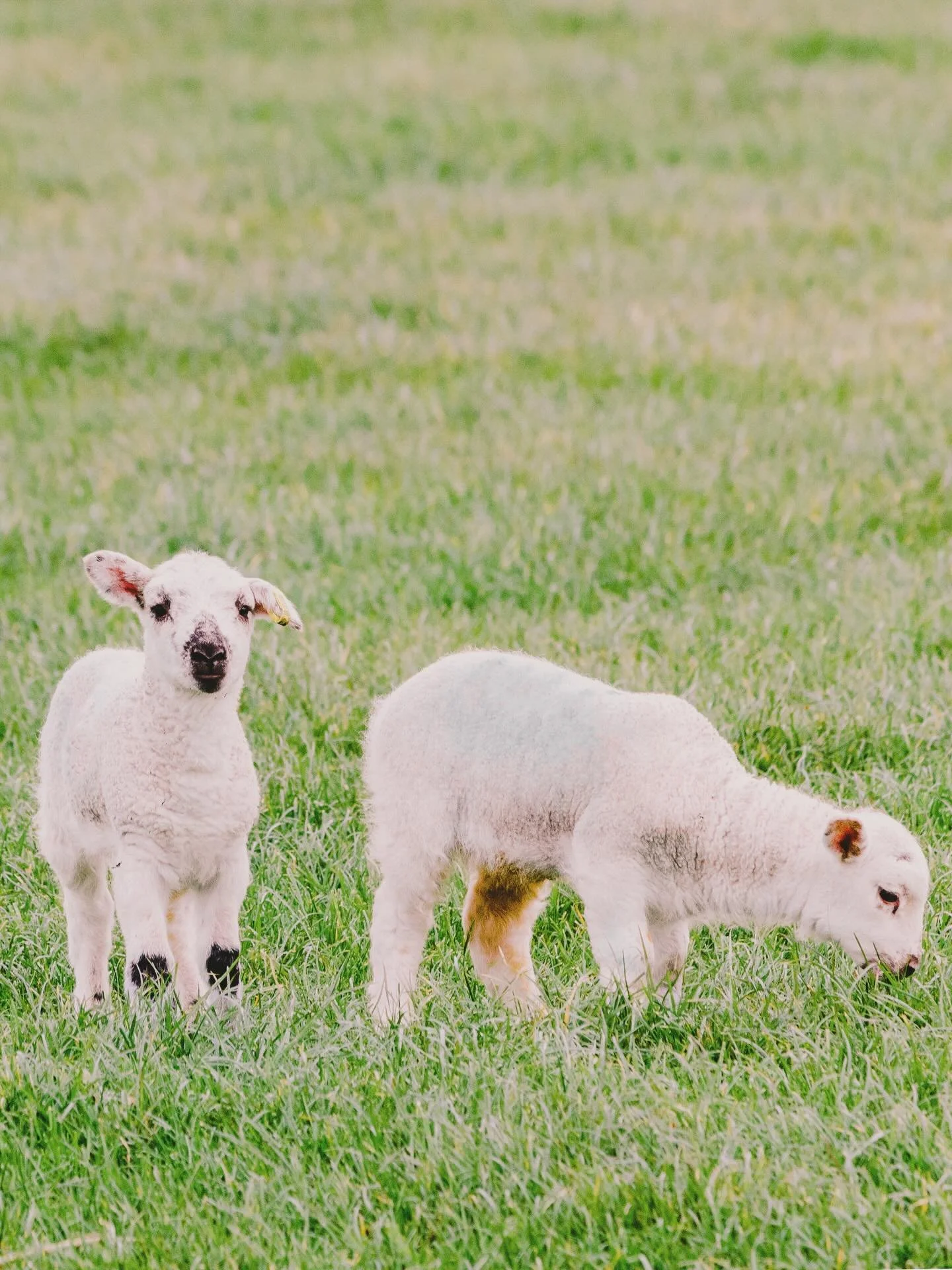 The shift is in the air and we&rsquo;re ready for all the new life coming our way. Happy Easter, happy spring &hellip; have a wonderful one, my friends. 🤍