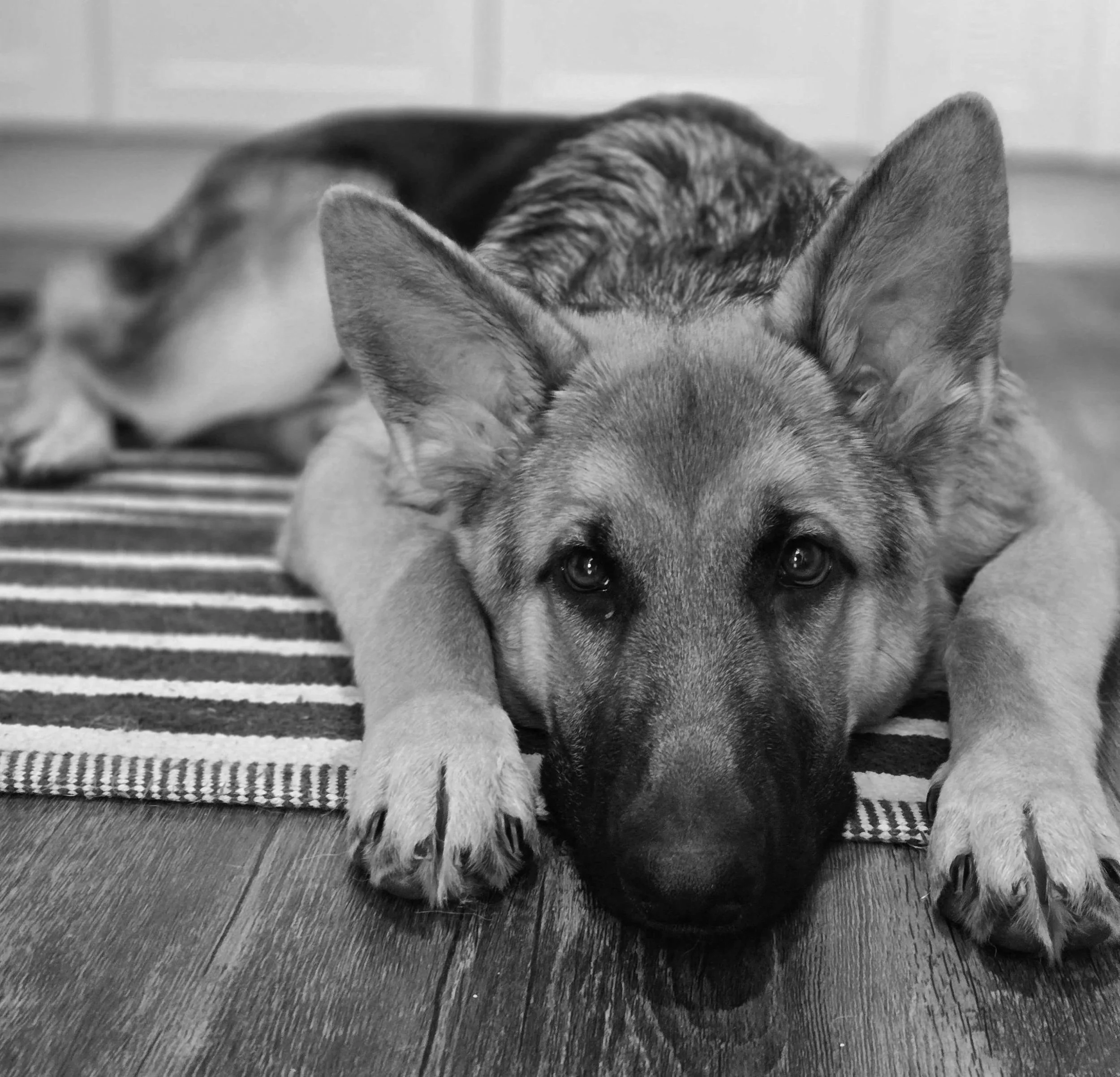 Black and white photo of a German Shepherd puppy lying down with its head resting on its front paws, looking directly at the camera.
