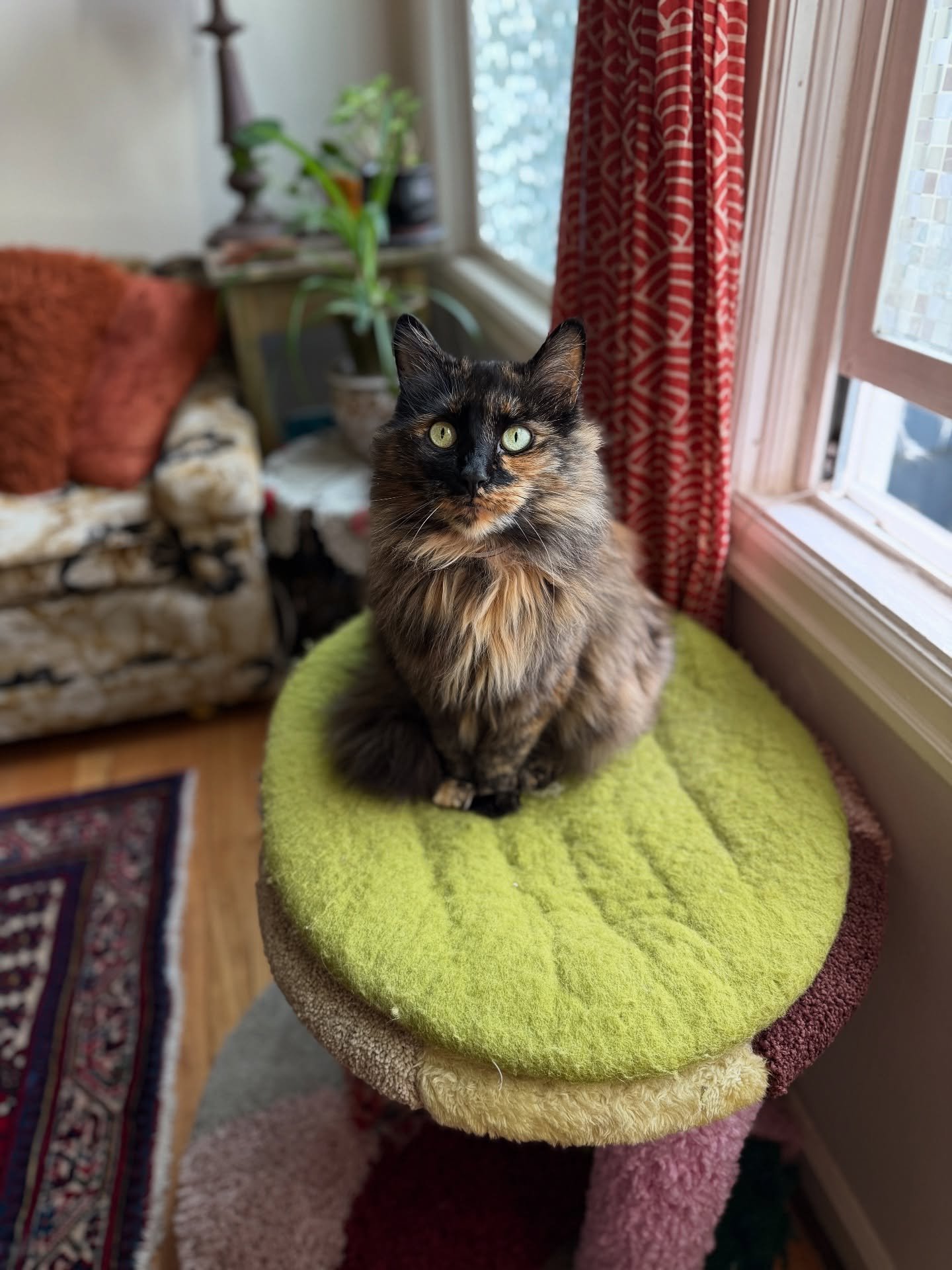 viv appreciation post 🙏