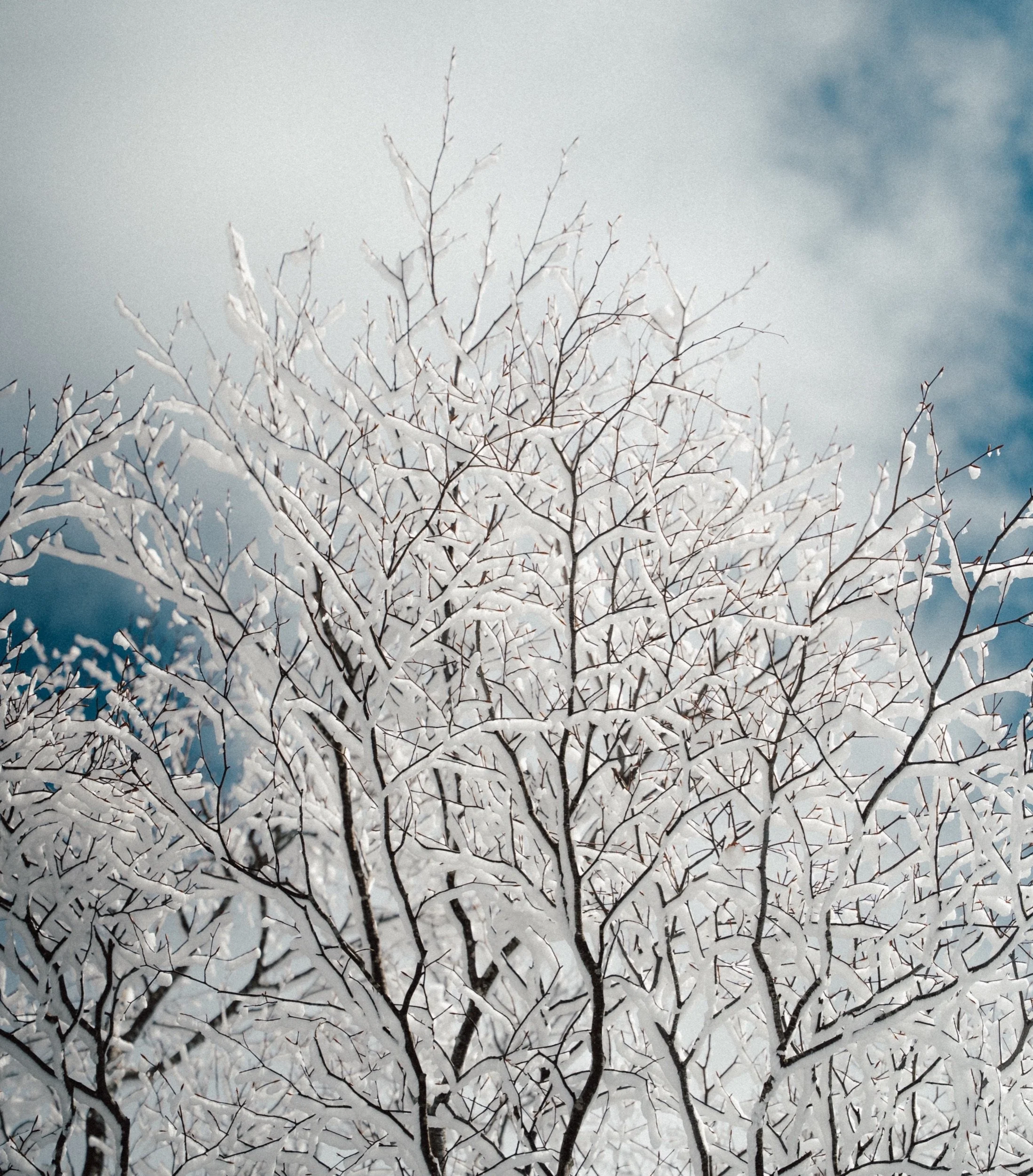 Snow-covered branches against the winter sky in Japan