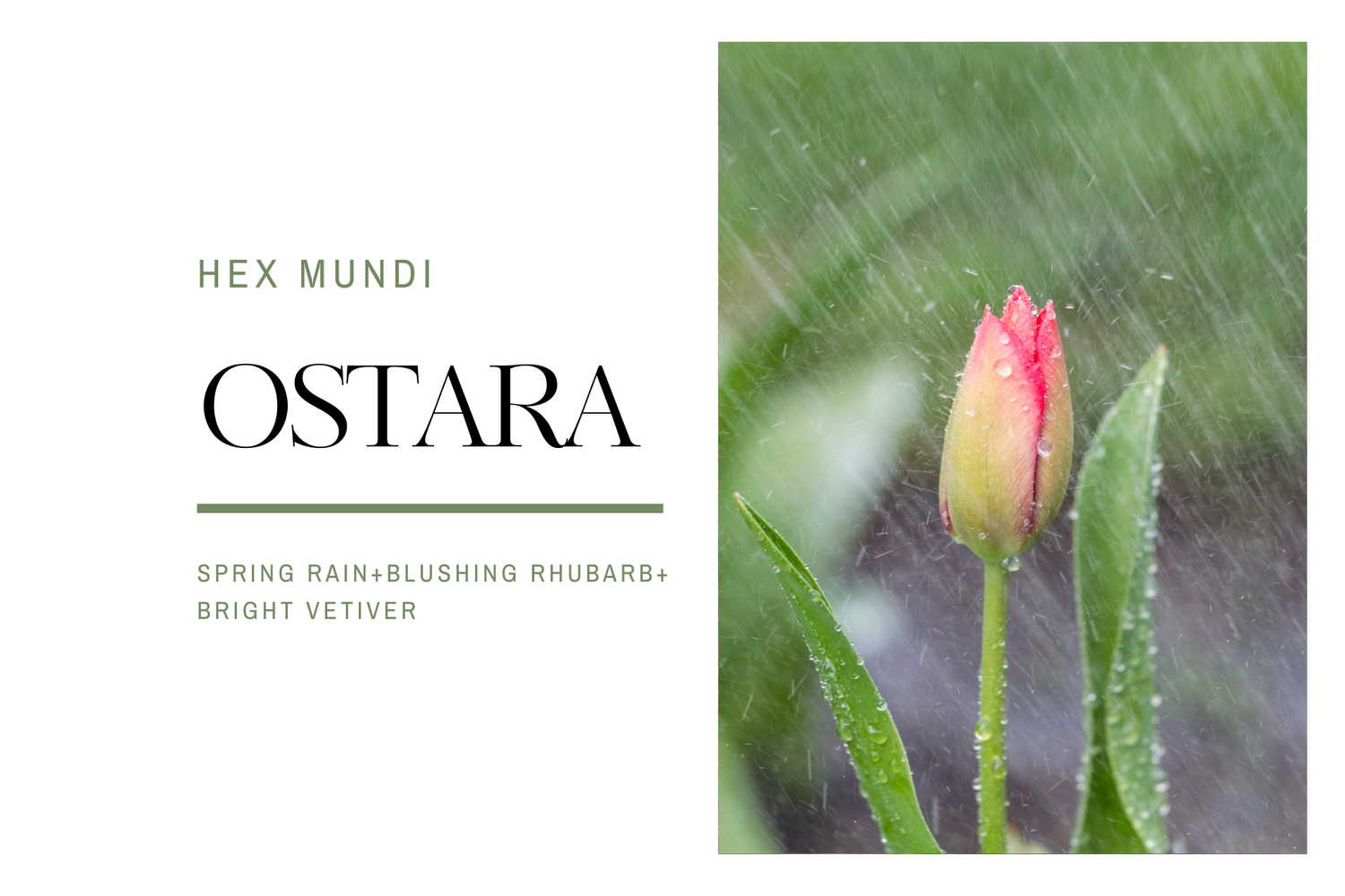 Ostara Hand & Body Wash ~ Pagan Holiday Collection