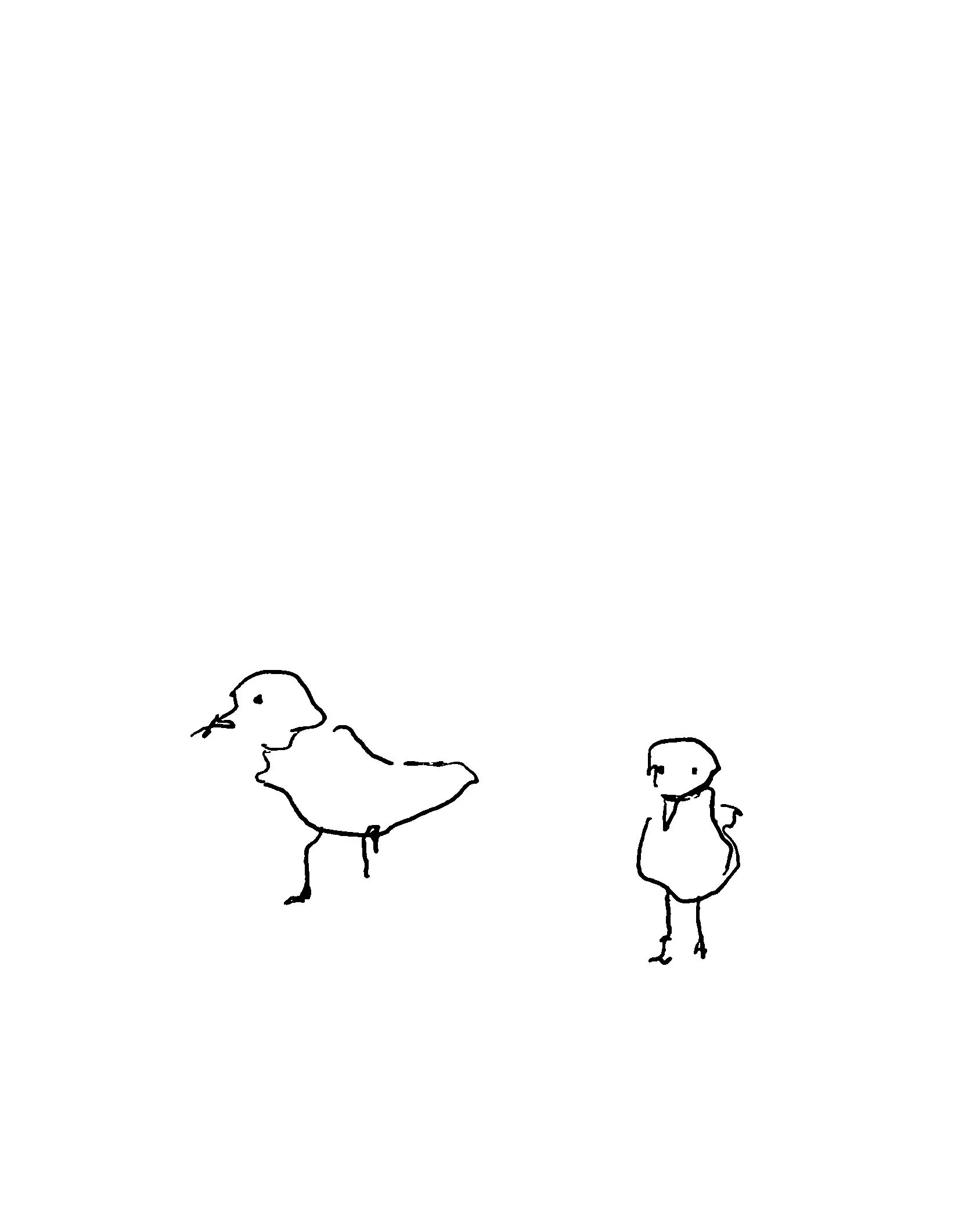 Seagull sketch EDIT.jpg