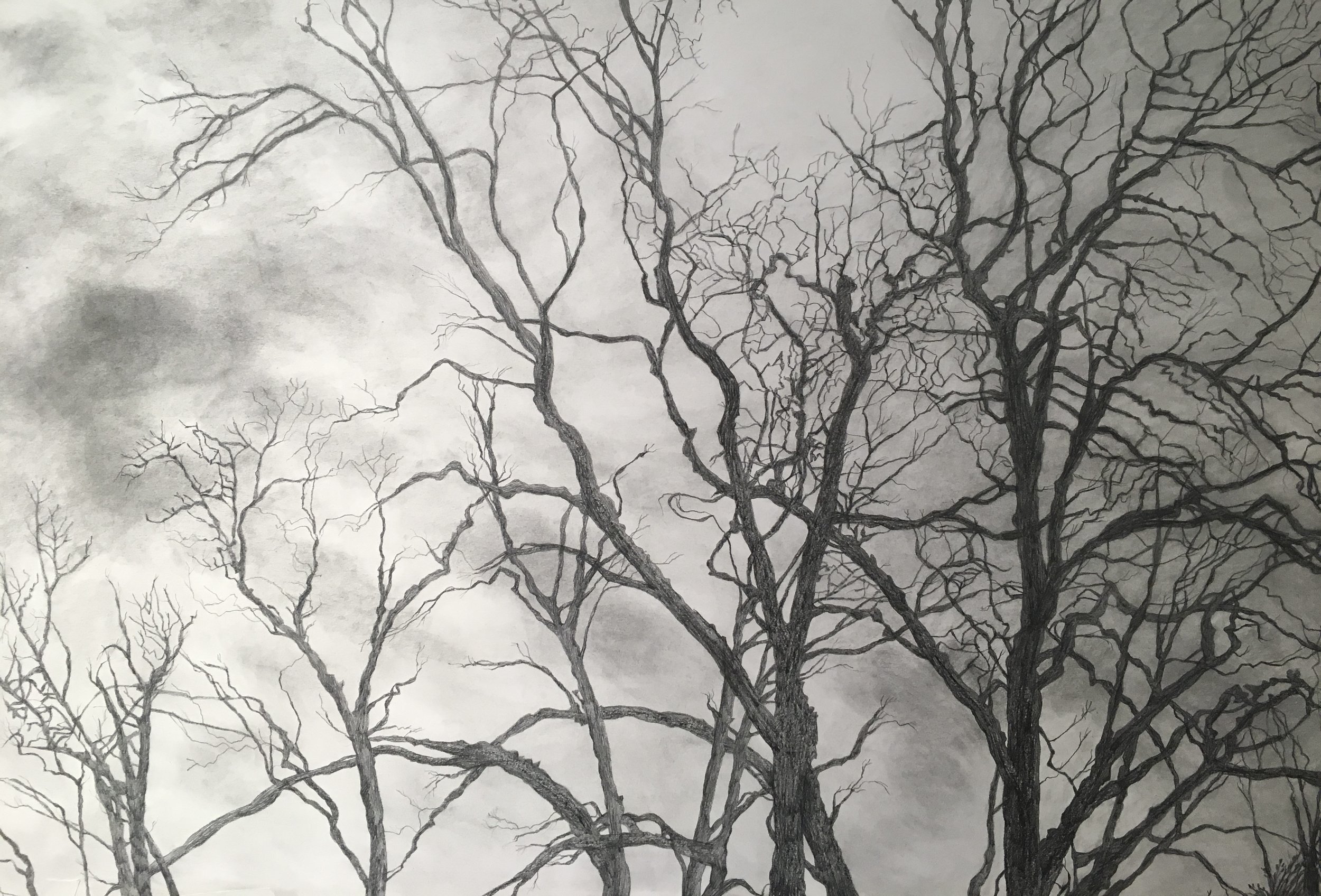 Trees I