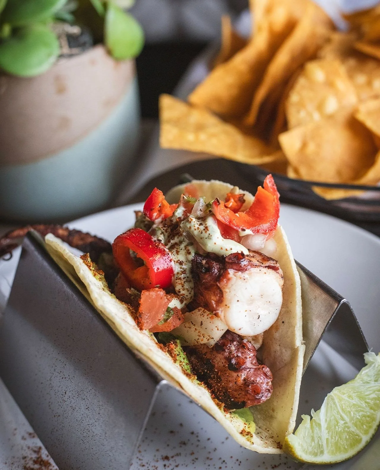 Well, well, well&hellip;look who crawled back onto the menu! Our Octopus Tacos are making a highly anticipated return.⁠
⁠
Seared octopus, guacamole, fresh pico de gallo, Fresno chili, and avocado crema. A fan favorite that's officially back in the ta