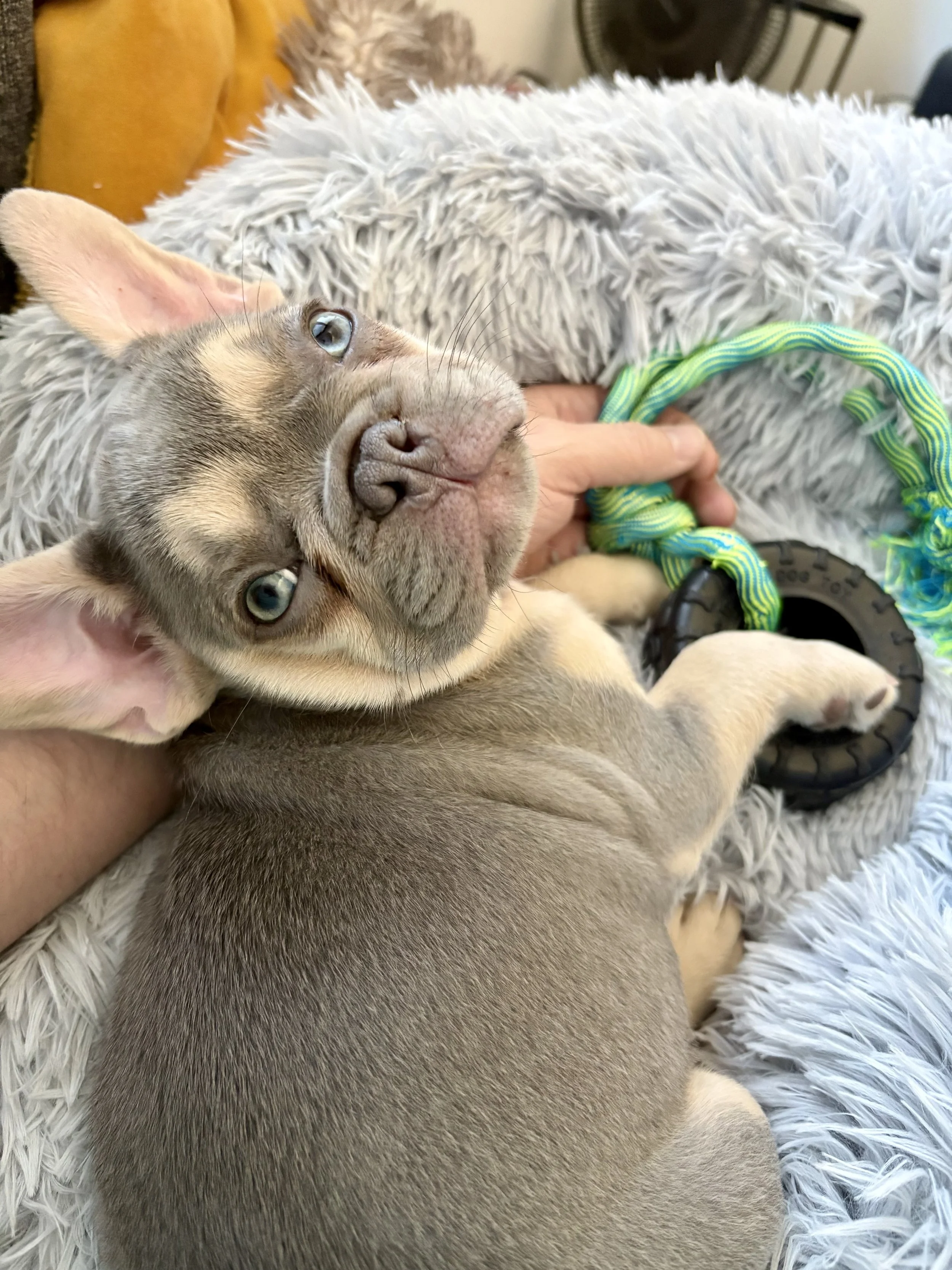 Meet Timber The Frenchie!