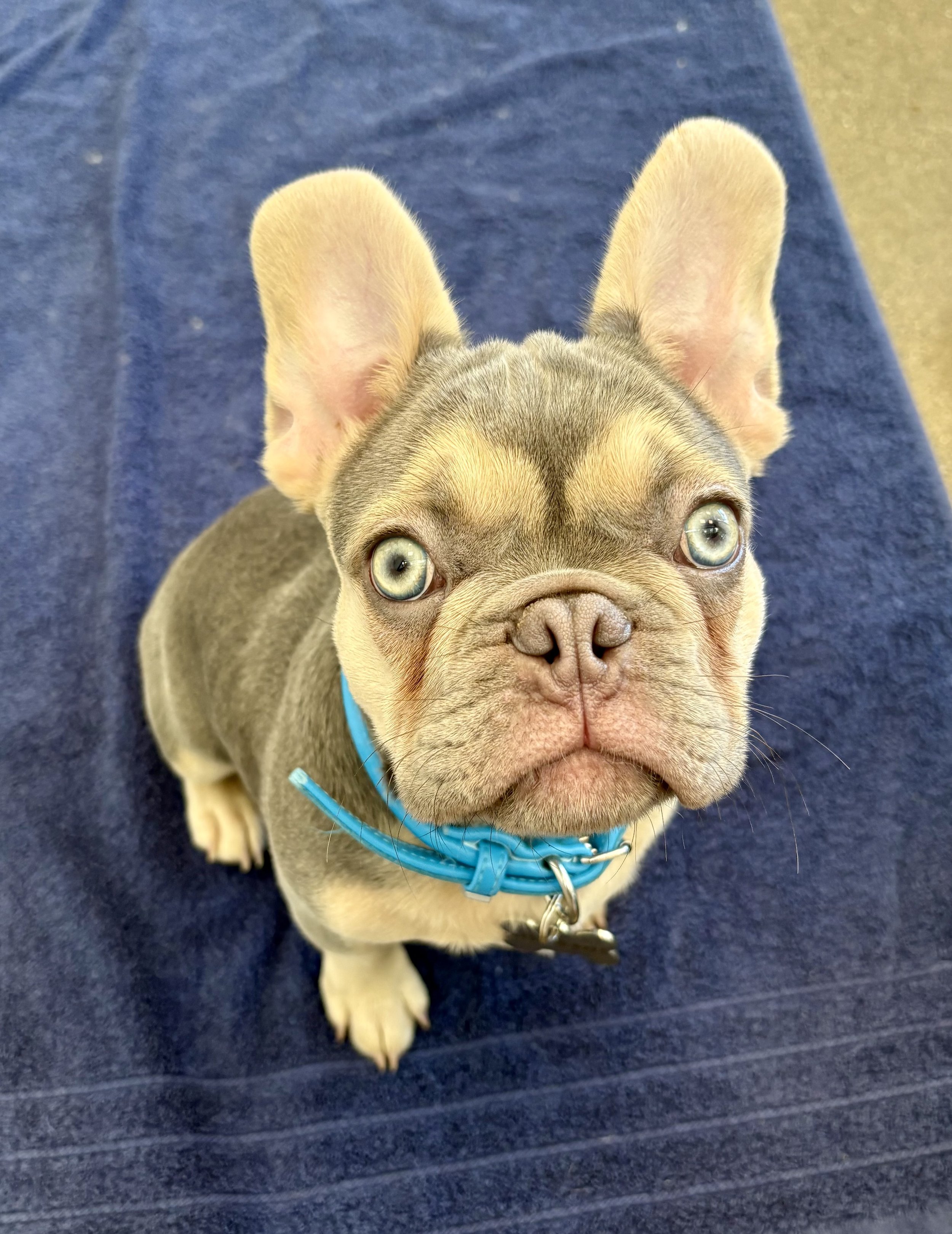 Kimpton Sawyer, Sacramento, CA — A Review by Timber the Frenchie