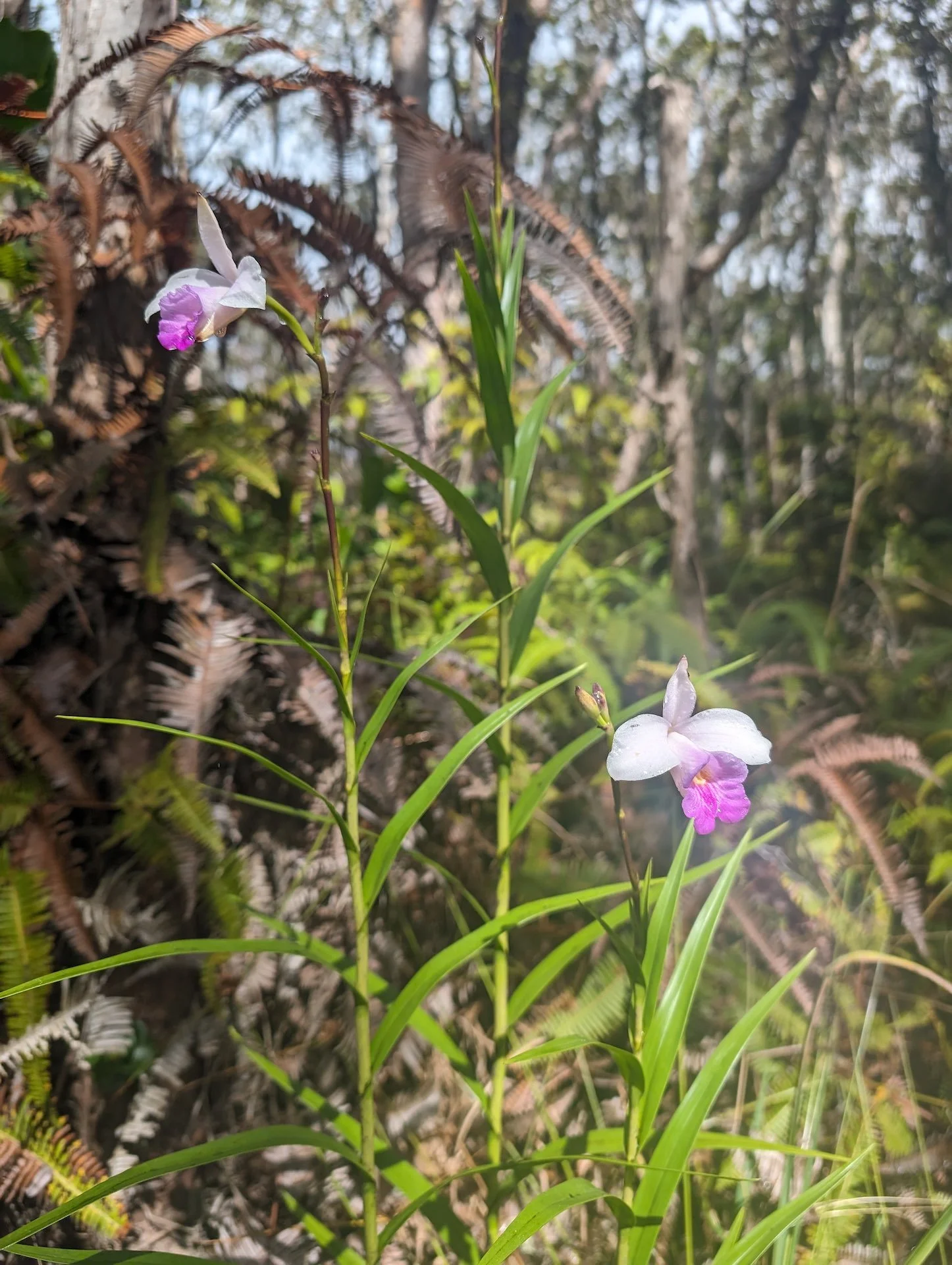 orchid.jpg