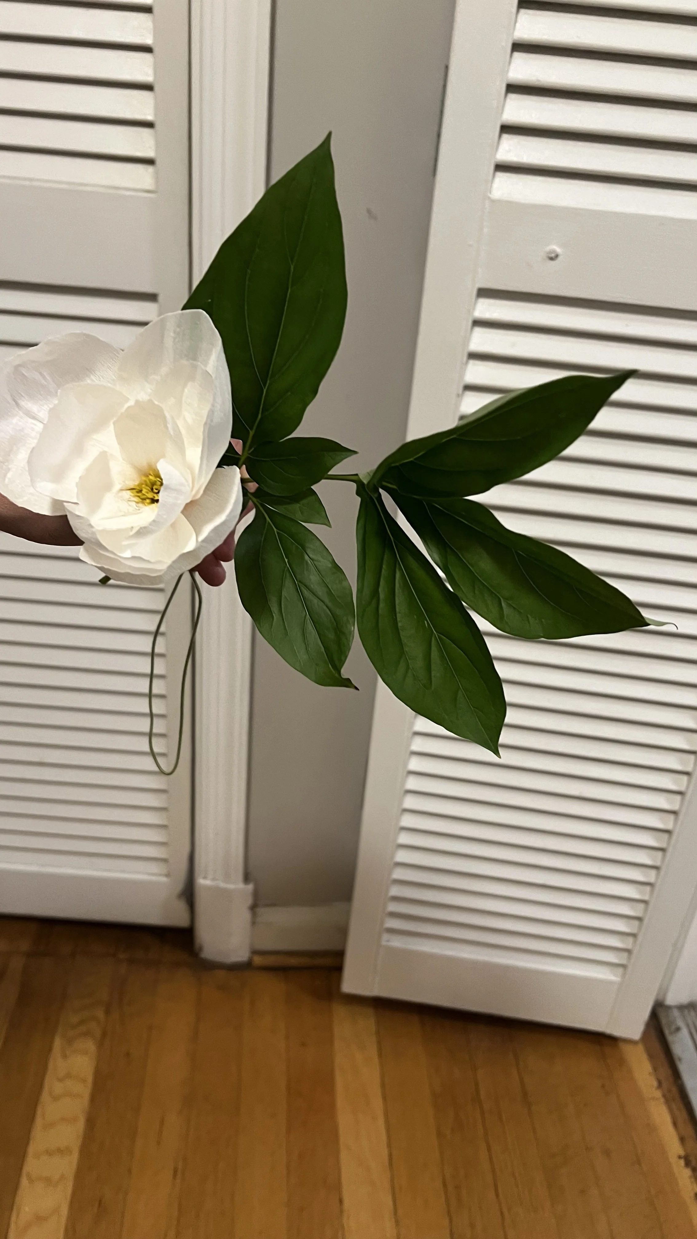 IMG_0289.jpeg