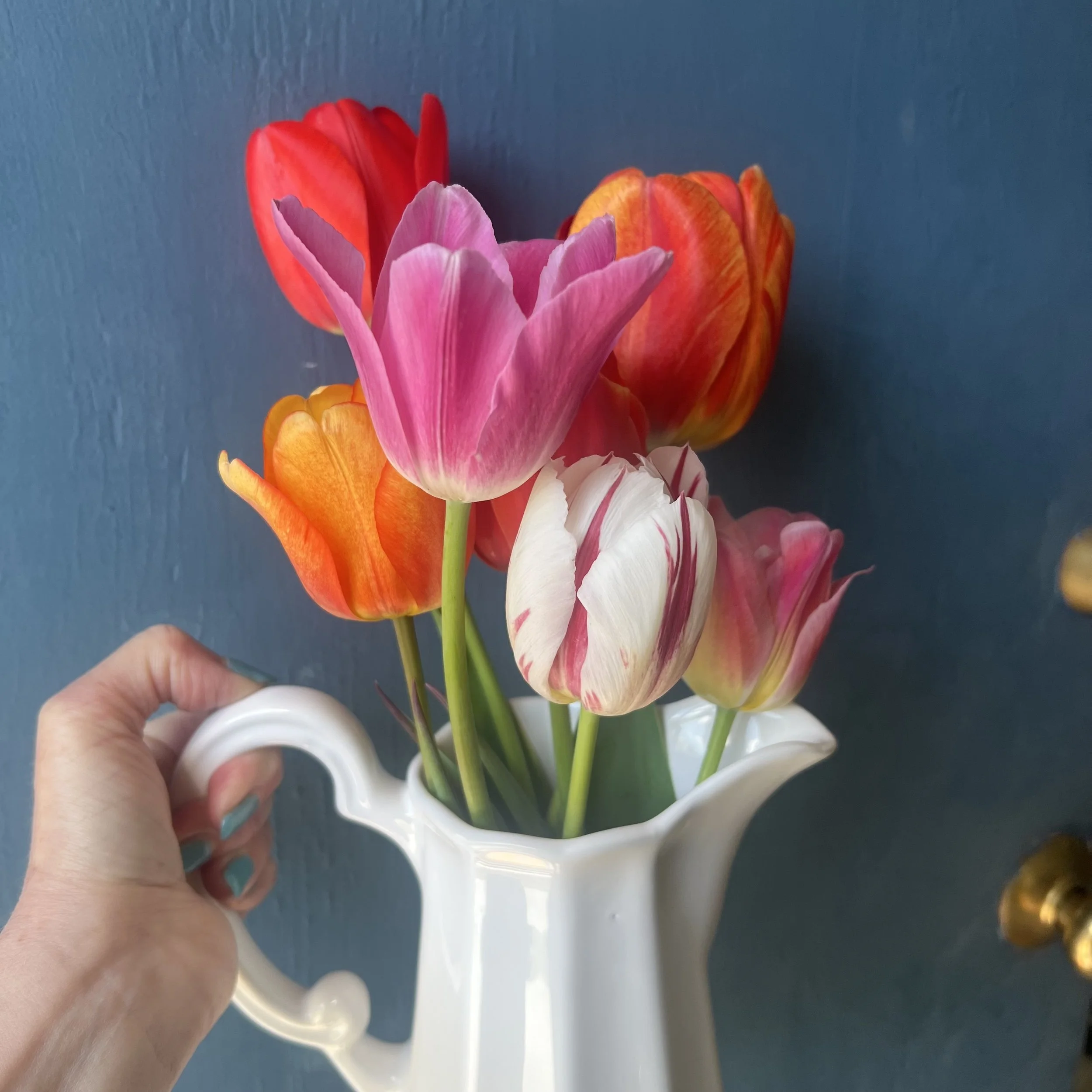 tulips