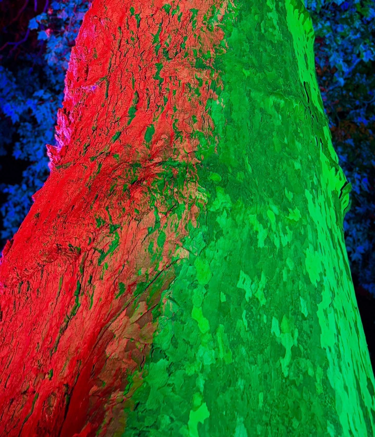 Colour brings detail to life #trees #wedding #red #green #party #cameolight #adamhall #event #eventhire #midlandsevents