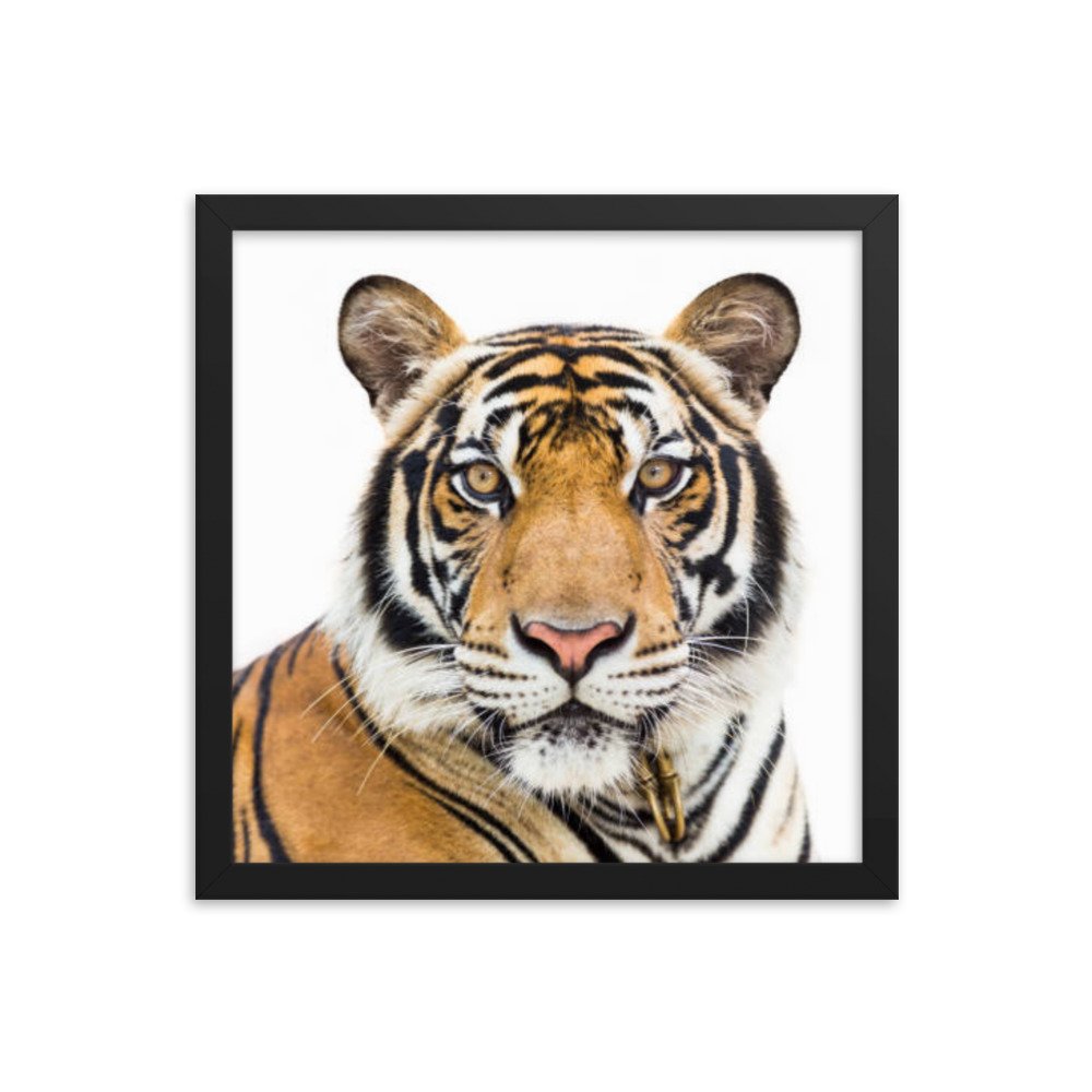 enhanced-matte-paper-framed-poster-(in)-black-14x14-transparent-669c55a8d12b7.jpg