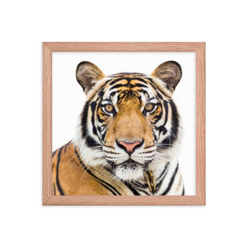 enhanced-matte-paper-framed-poster-(in)-red-oak-12x12-transparent-669c55a8d17c0.jpg
