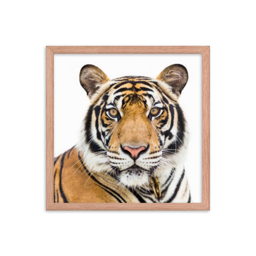 enhanced-matte-paper-framed-poster-(in)-red-oak-16x16-transparent-669c55a8d1a38.jpg