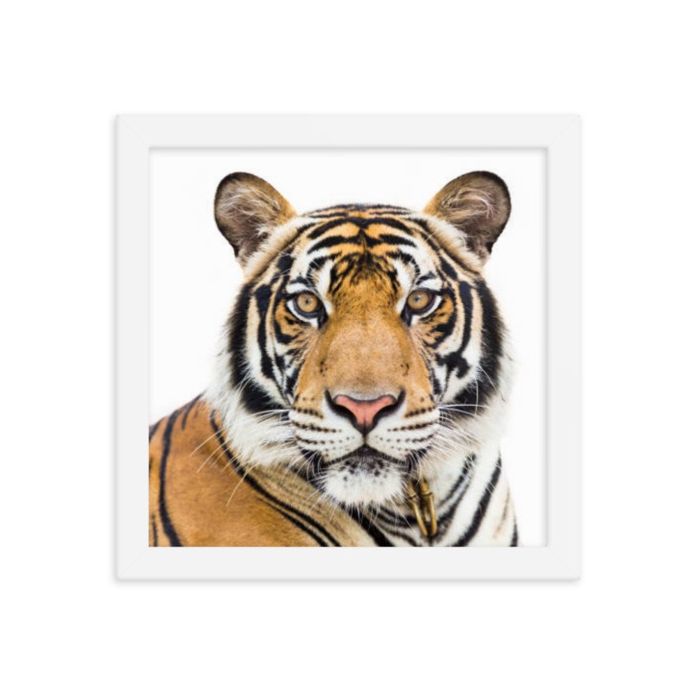 enhanced-matte-paper-framed-poster-(in)-white-10x10-transparent-669c55a8d1cd3.jpg