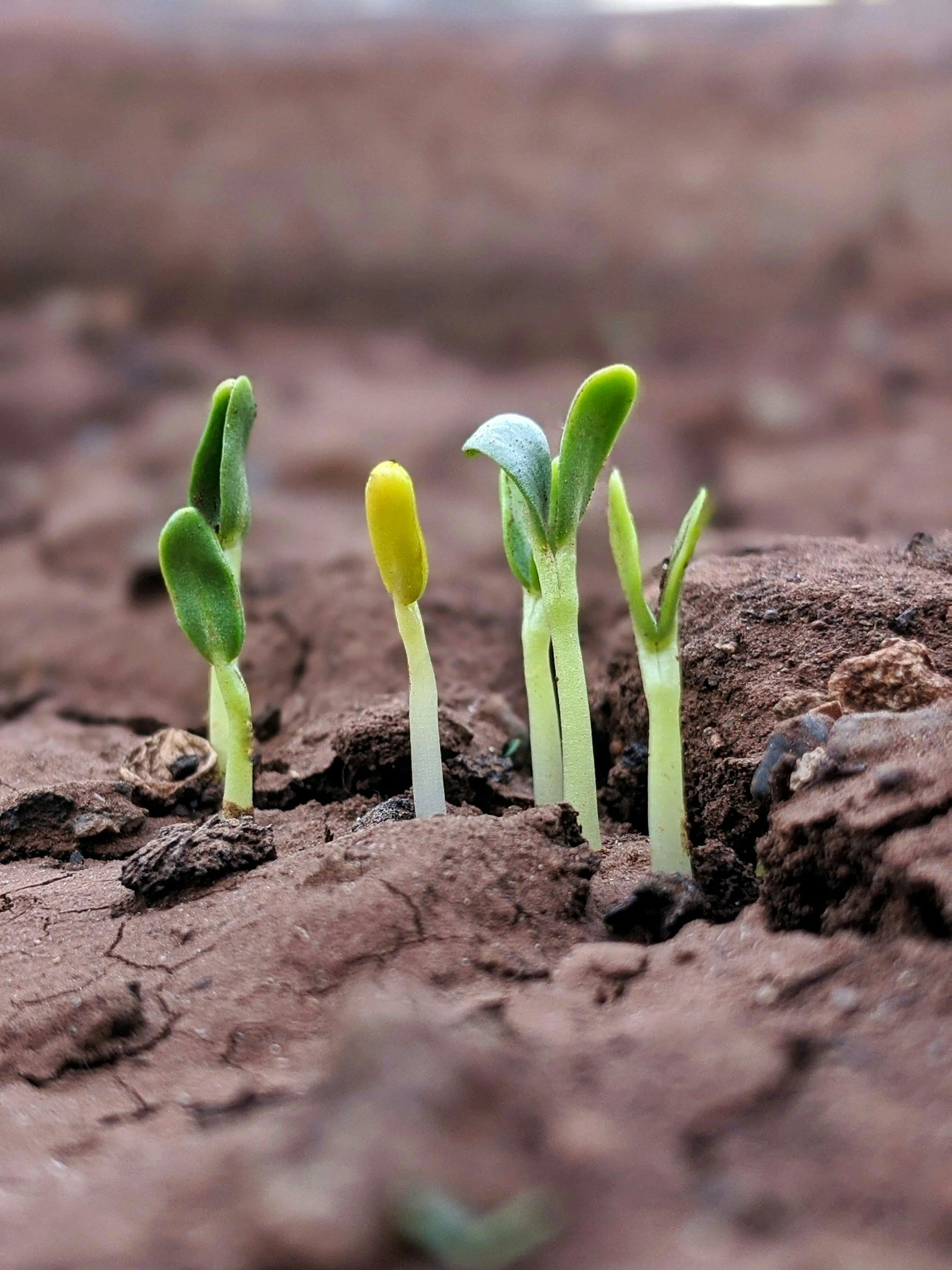 Start small. Start sturdy.