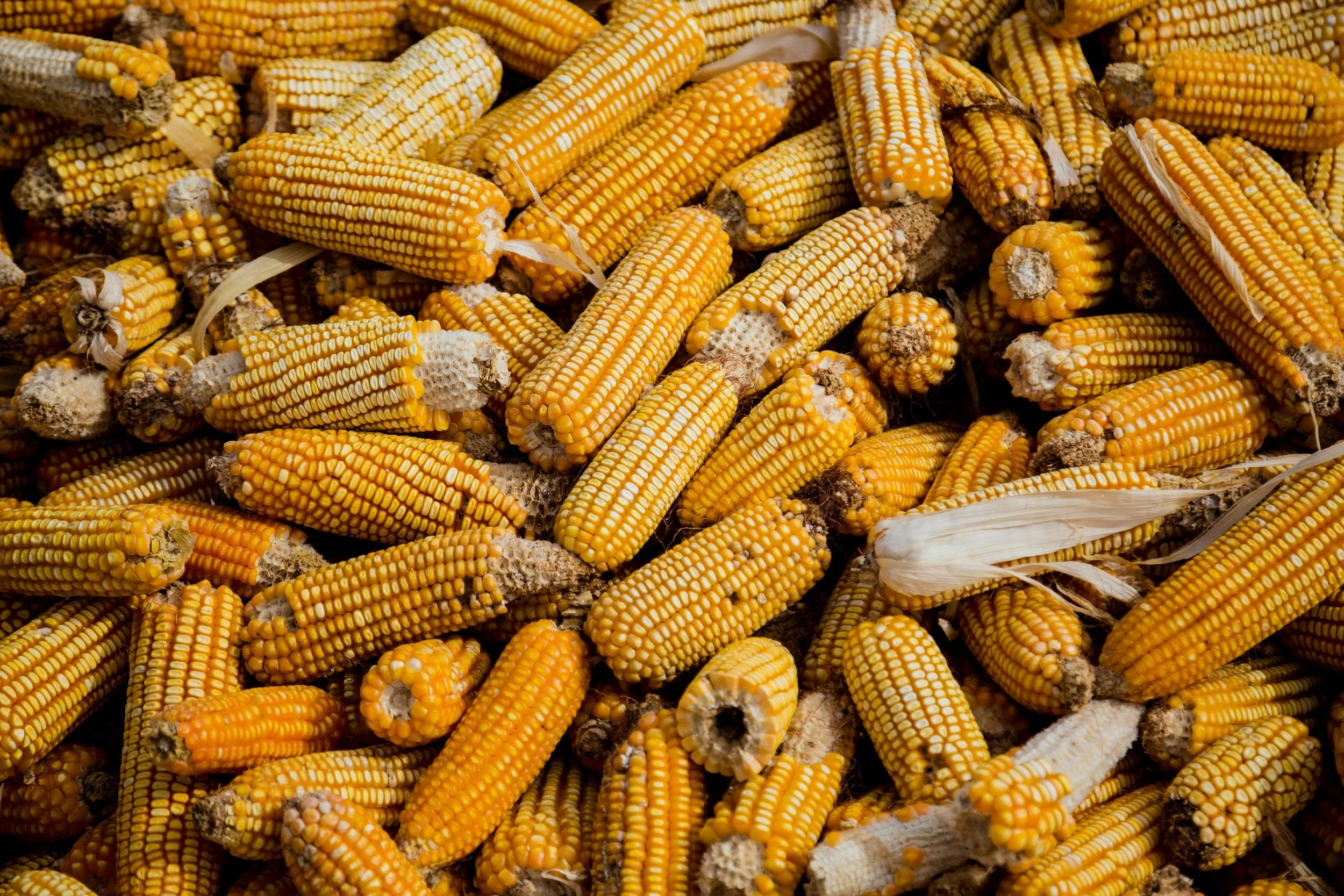 Are bioengineered food ingredients bad for you?