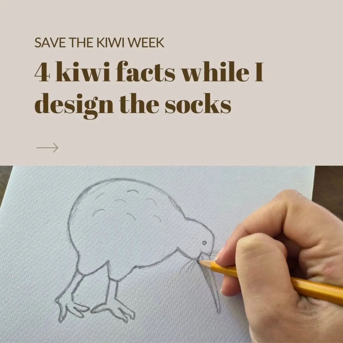 It's Save the Kiwi Week! 🤍 @savethekiwinz

So while I design our Kiwi socks, here are 4 things you might not know about our beloved kiwi. Because the more we know, the more we can do to help protect them. 

Every pair of Kiwi socks sold this week = 