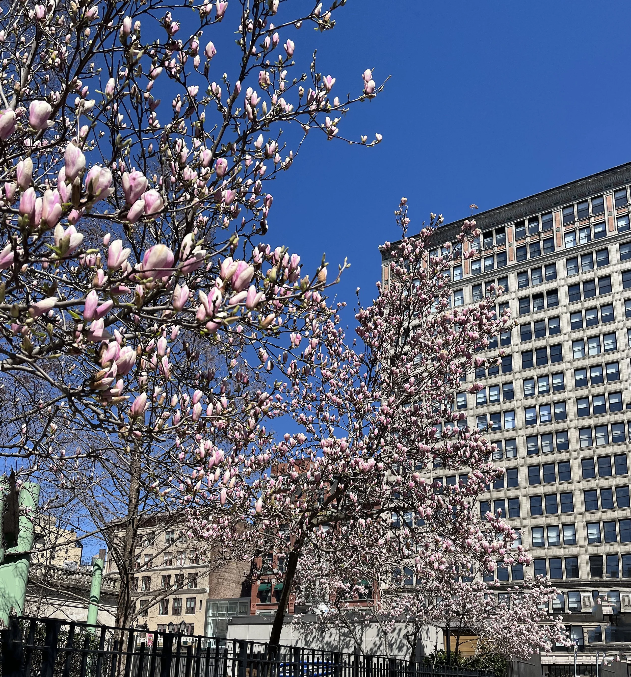 UnionSq_MagnoliaTrees_v1.jpg