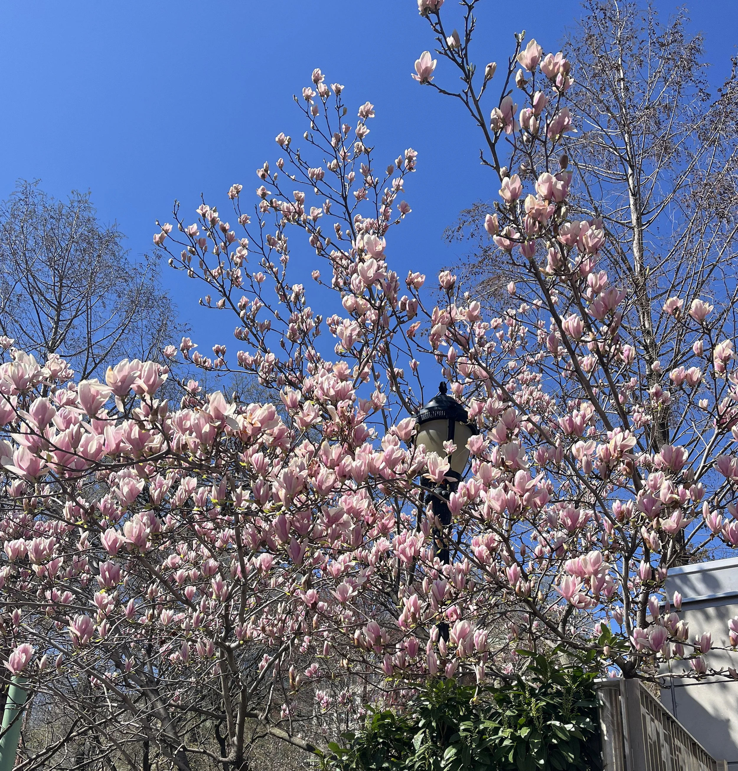 UnionSq_MagnoliaTrees_v3.jpg