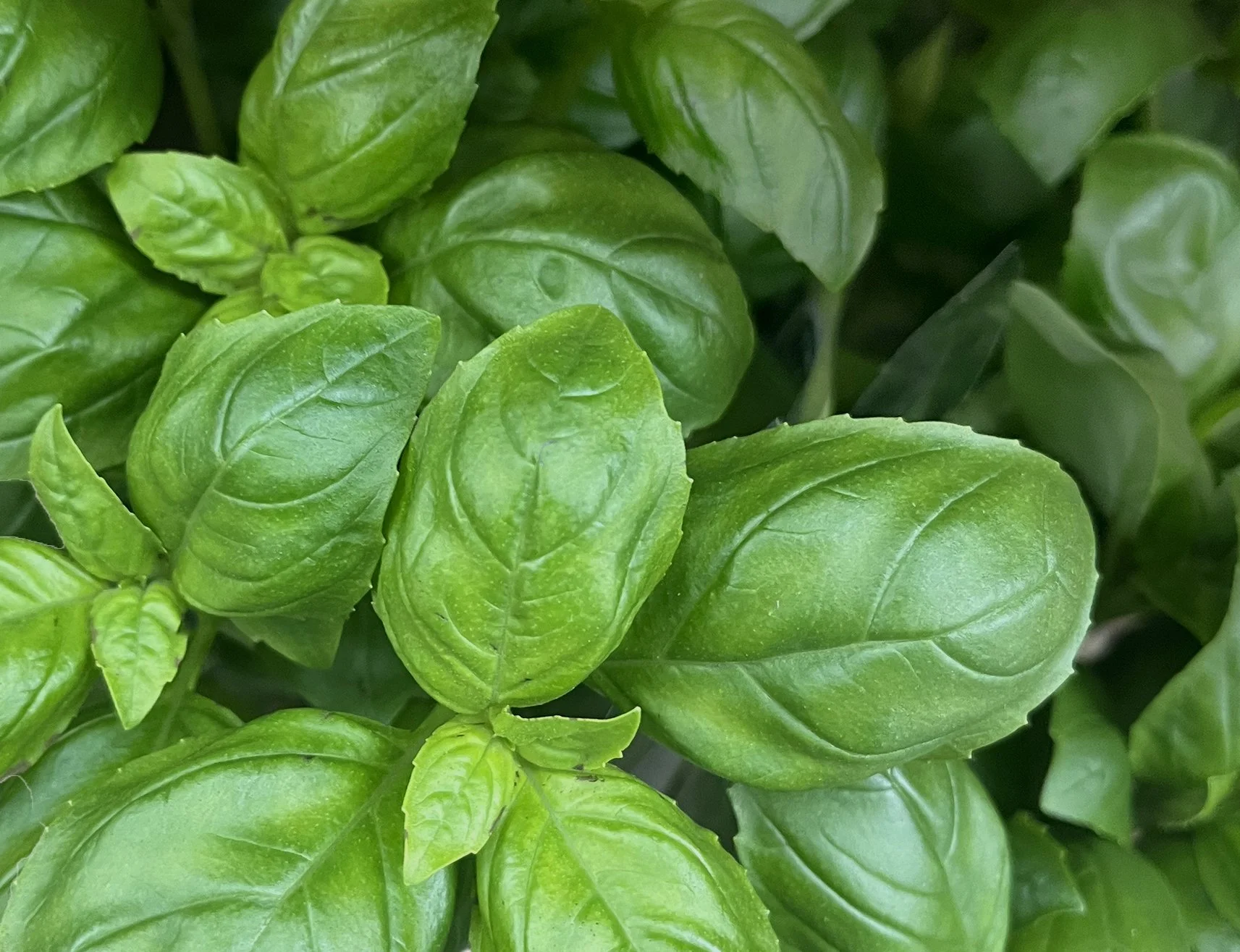 Basil_plant_v2.jpg