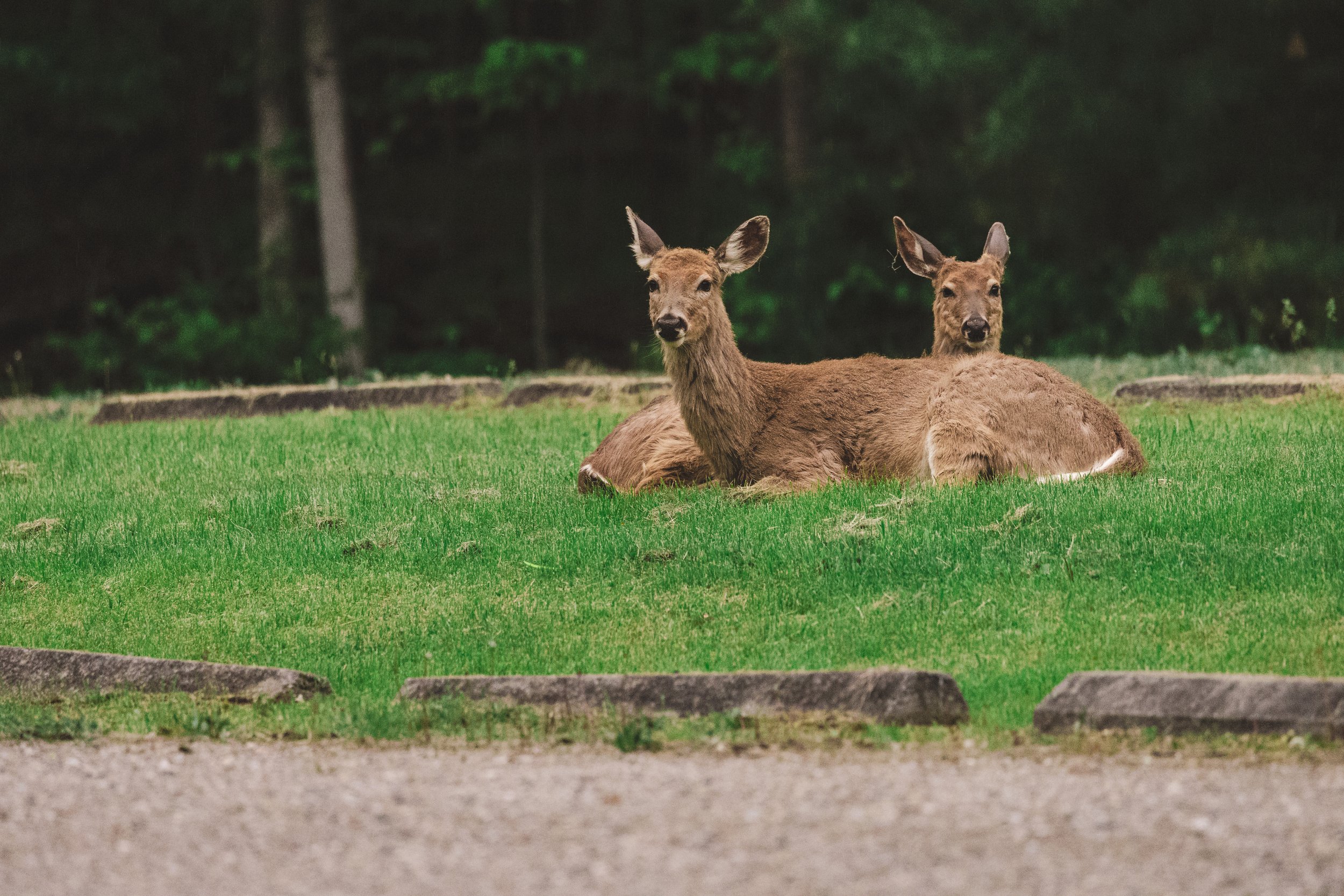 LOFIMurphy'sDeer3_HiResJPEG_20MAY2025_AVEscapes.jpg