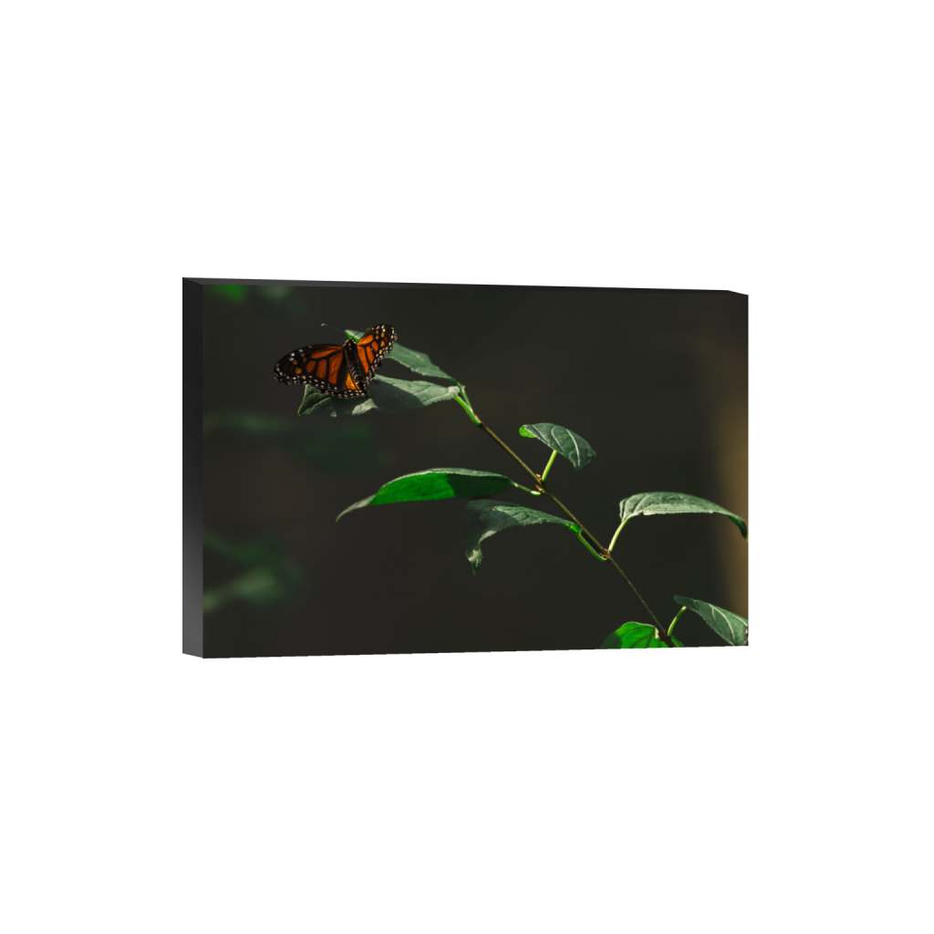 ptq_32_3_0_0_5014_3343_0_false_ffffff_0_0_.png