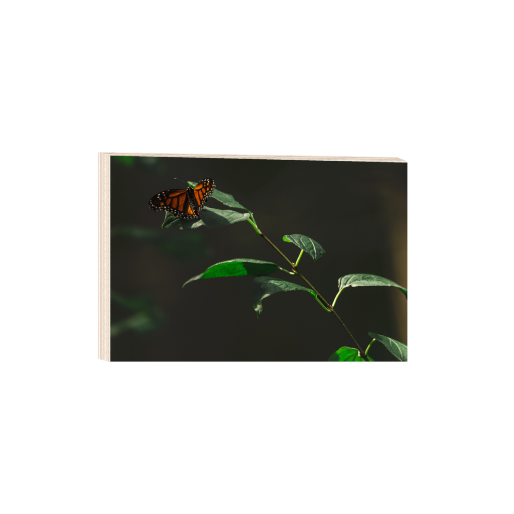 ptq_29_3_0_0_5014_3343_0_false_ffffff_0_0_.png