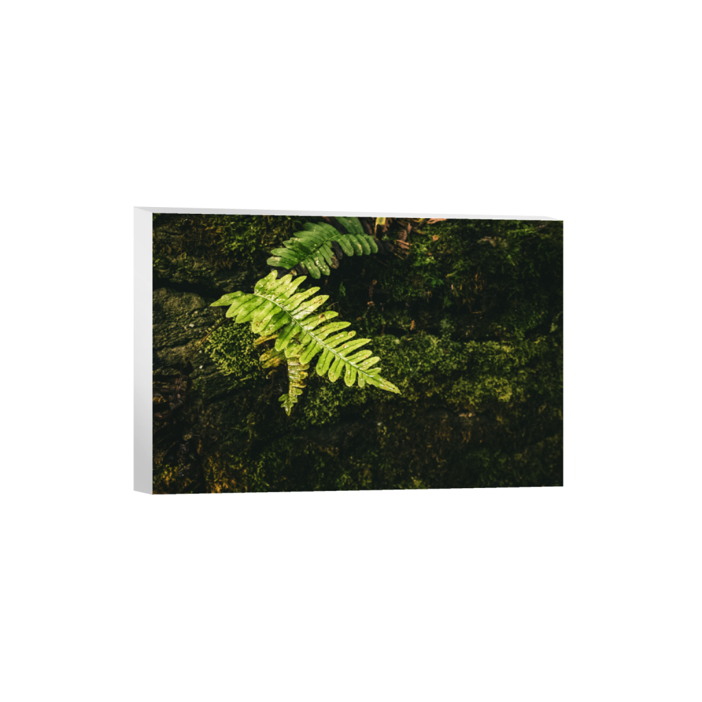 ptq_7_3_0_0_6000_4000_0_false_ffffff_0_0_.png