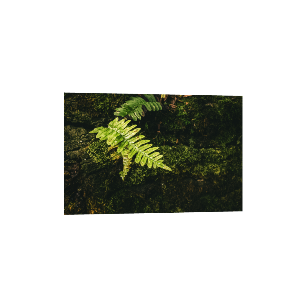 ptq_34_3_0_0_6000_4000_0_false_ffffff_0_0_.png