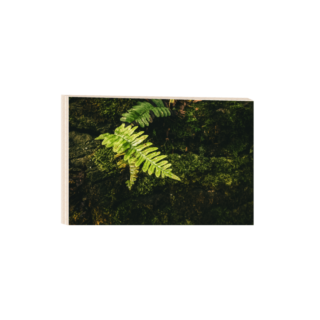 ptq_29_3_0_0_6000_4000_0_false_ffffff_0_0_.png