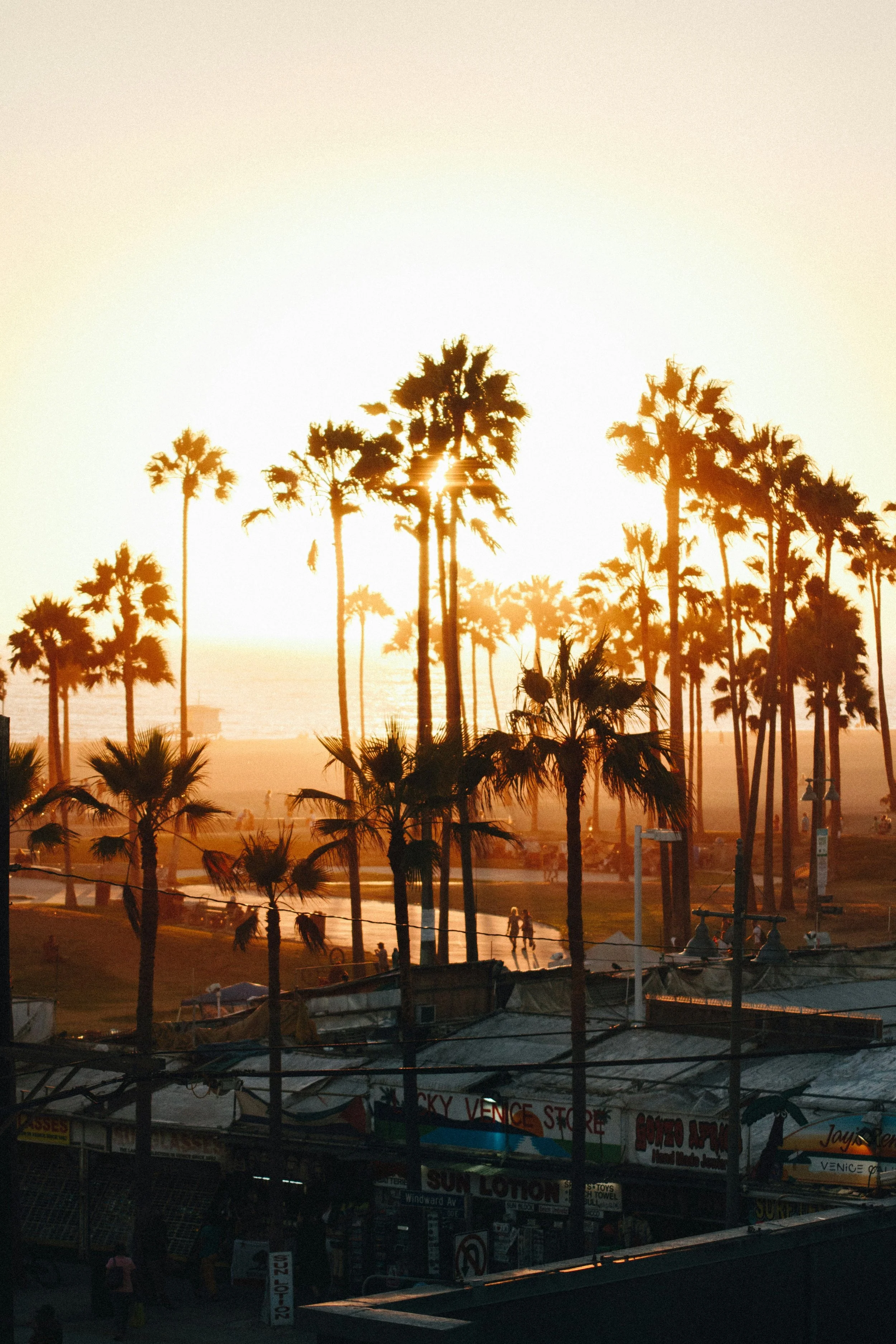  Southern California palms at sunrise. 