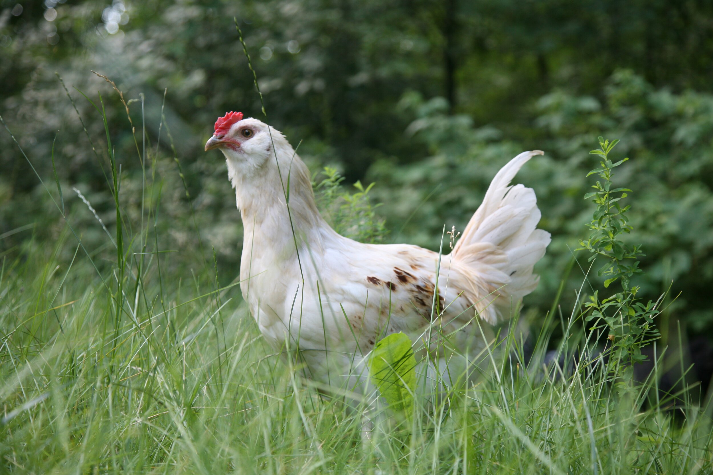 The Chicken Chase: Finding the Fun in Problem Solving
