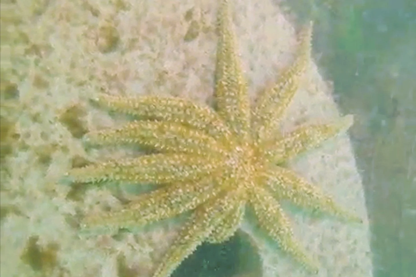 Spiny Sea Star2.jpg