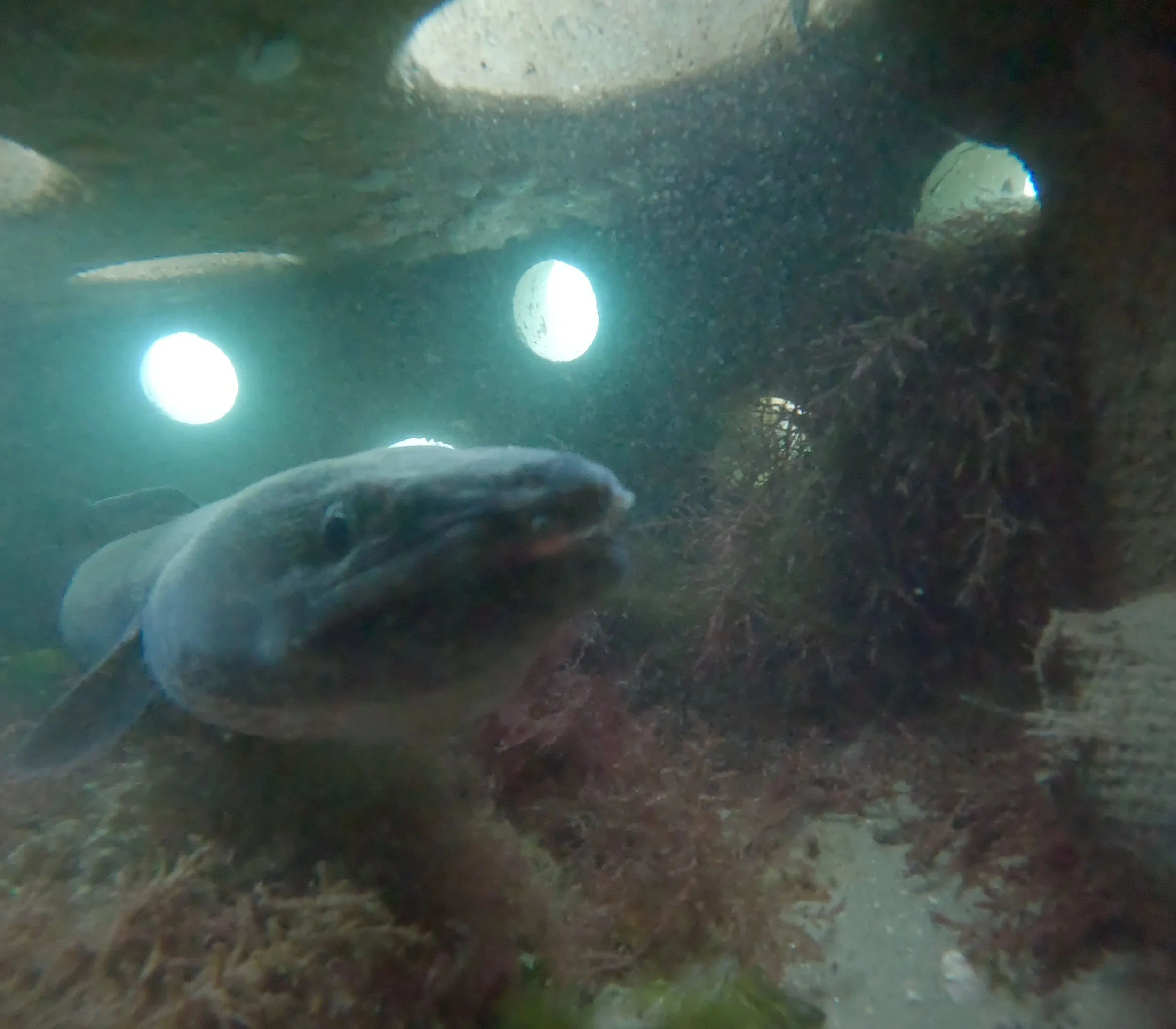 GX010196-conger eel (2).jpg