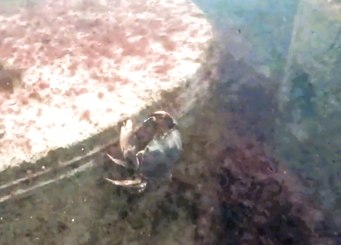 Common Rock Crab.PNG