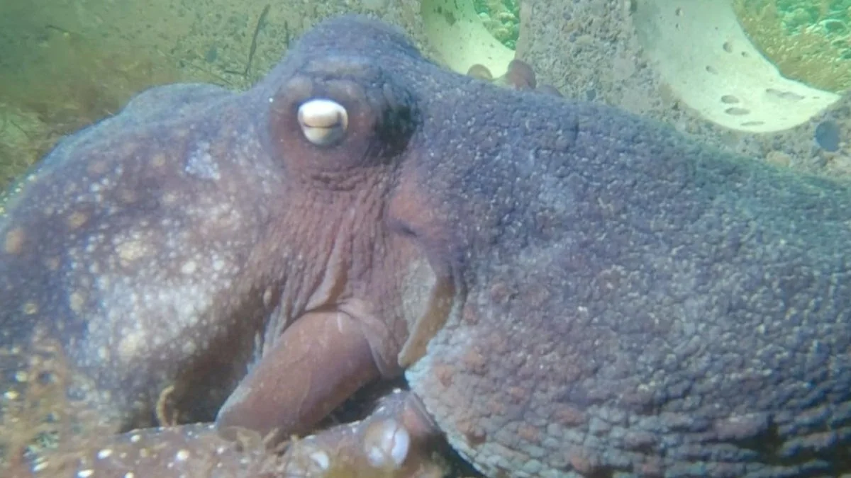 Maori octopus.jpg