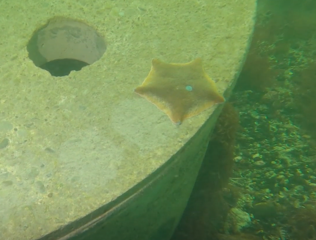 Cushion Starfish.png