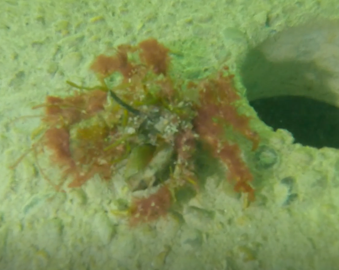 Crab.png