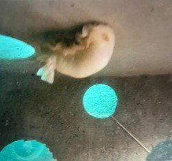 Nudi.jpg