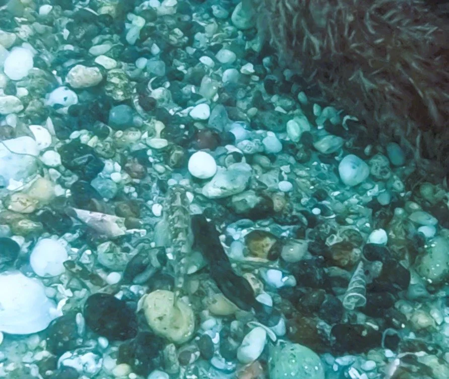 small black small camo.JPG