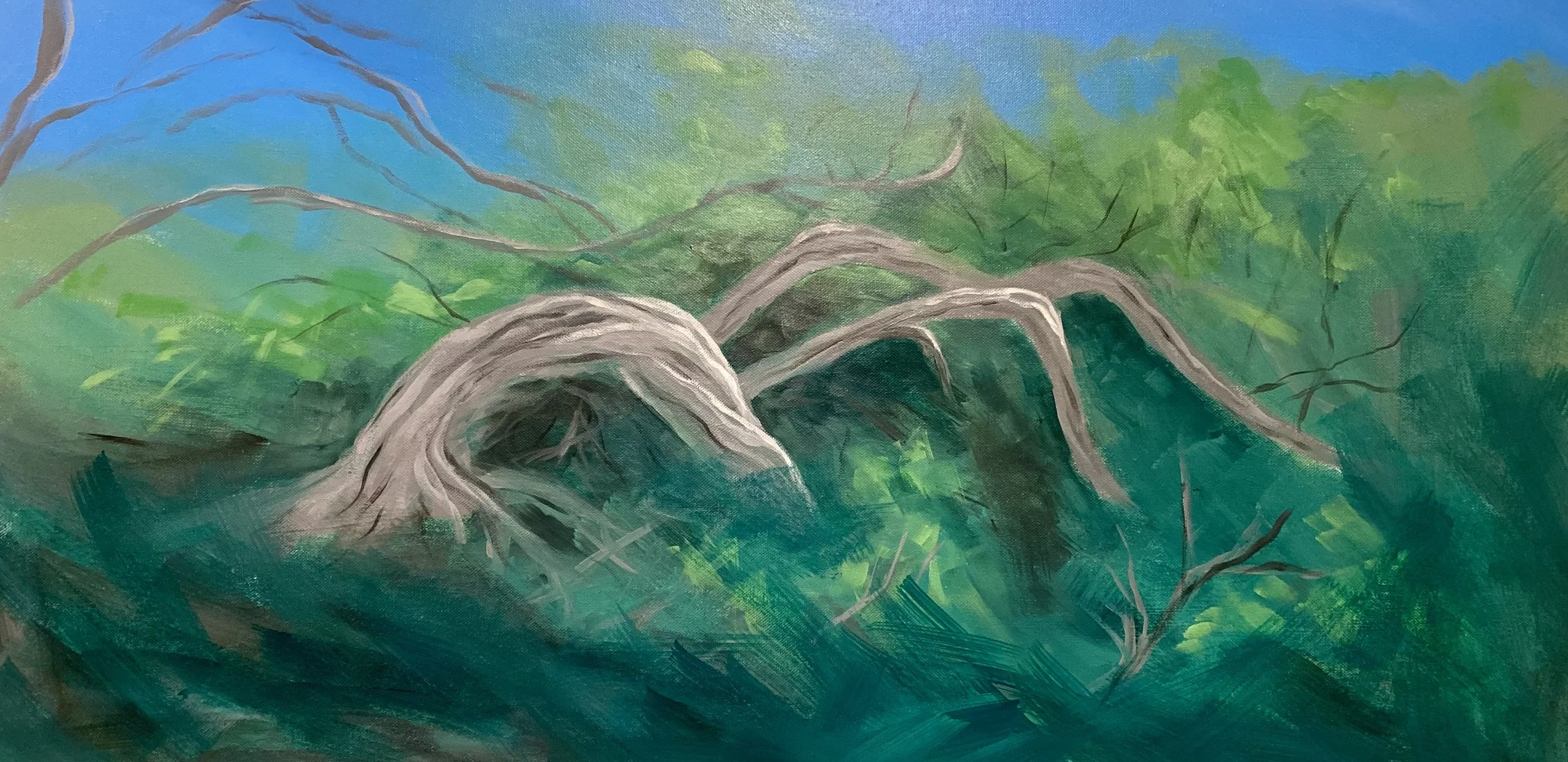 DRY TEA-TREE NEAR TASMAN DRIVE