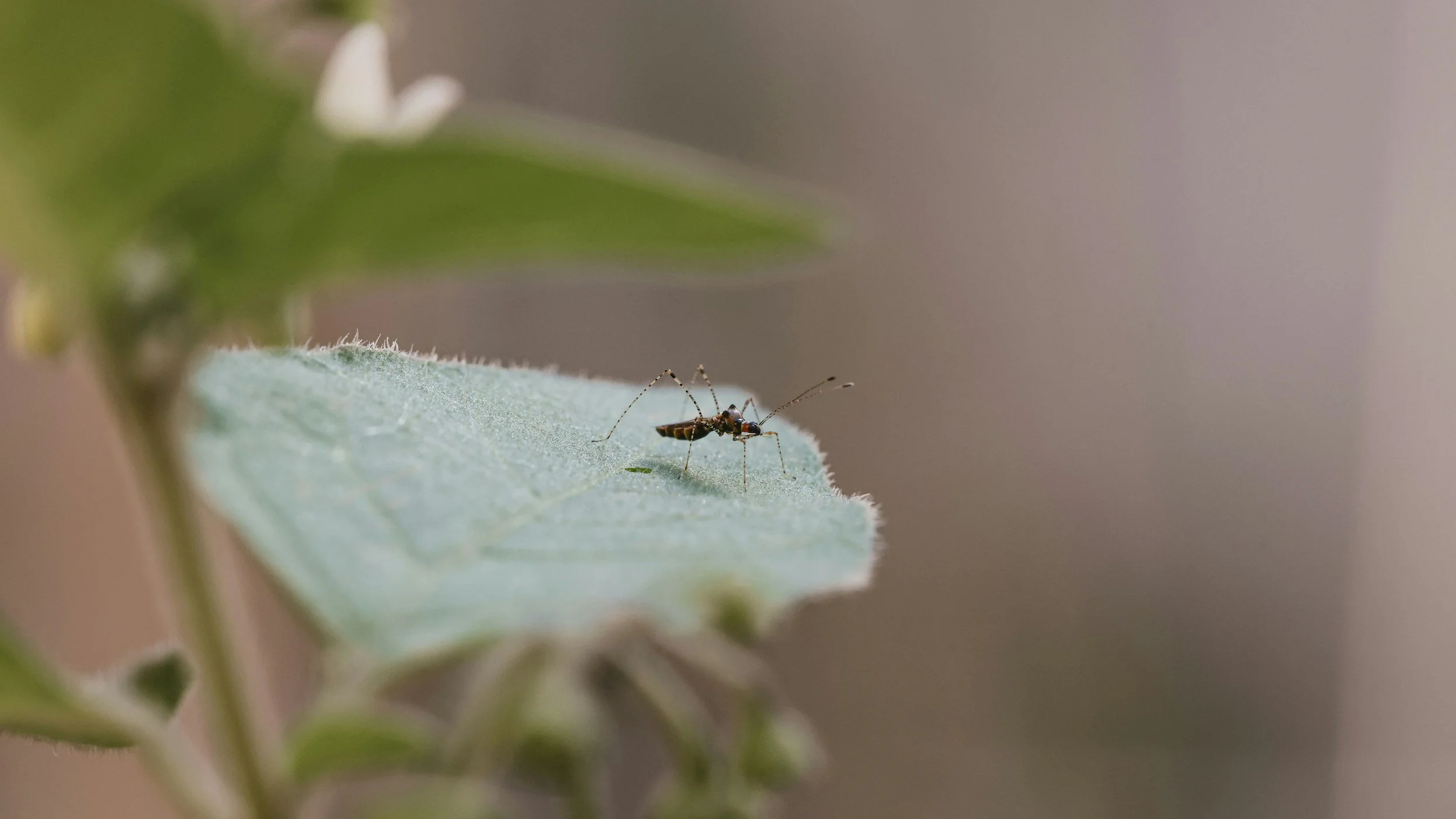 Continuing Education Course: Clinical Management of Dengue Fever