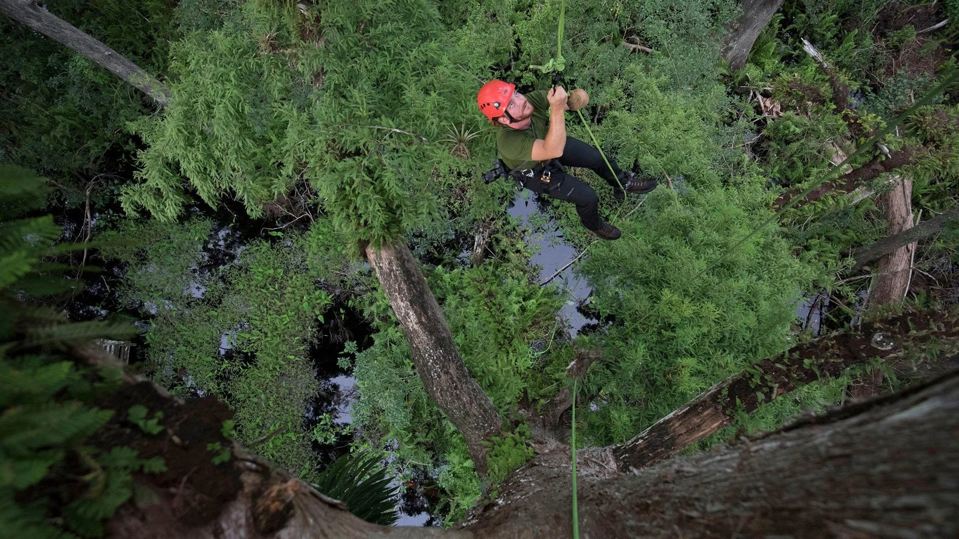 Chasing Ghosts - Tree Climbing